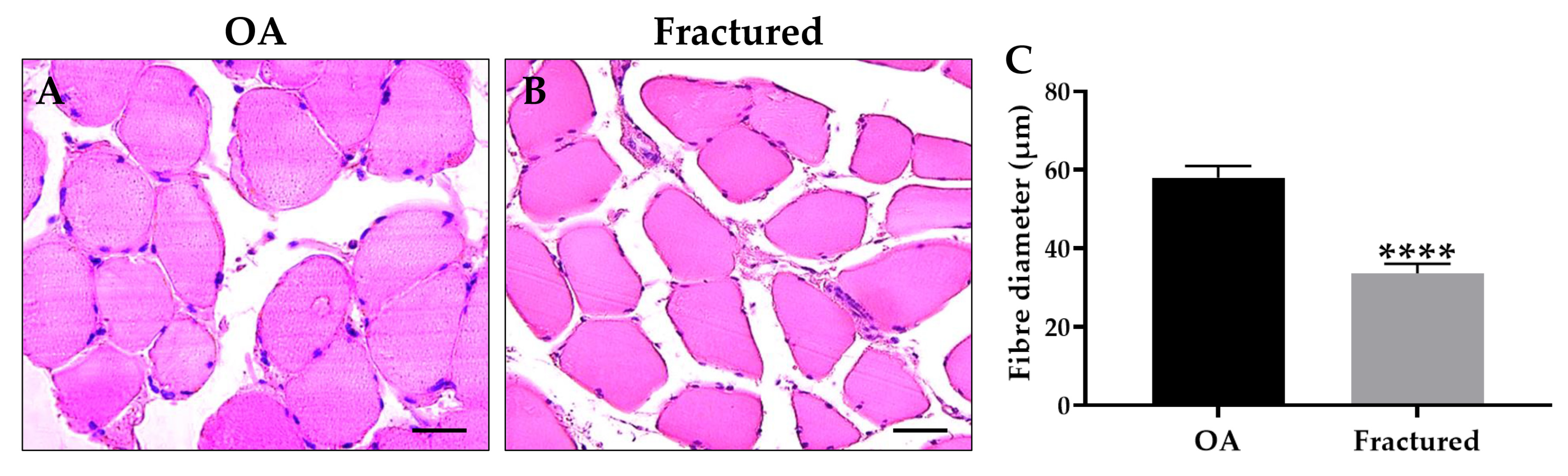 Biomedicines 13 01350 g001