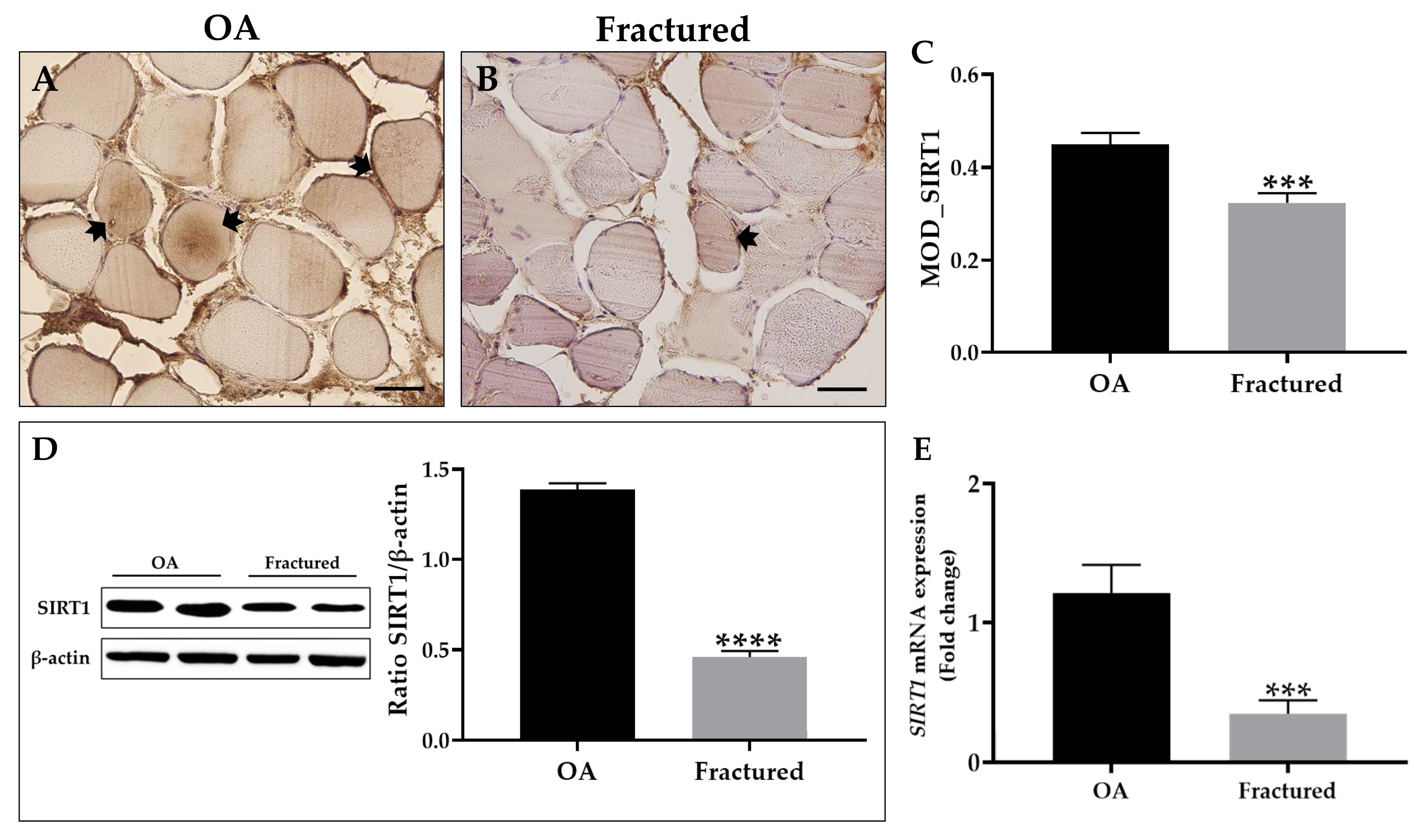 Biomedicines 13 01350 g004