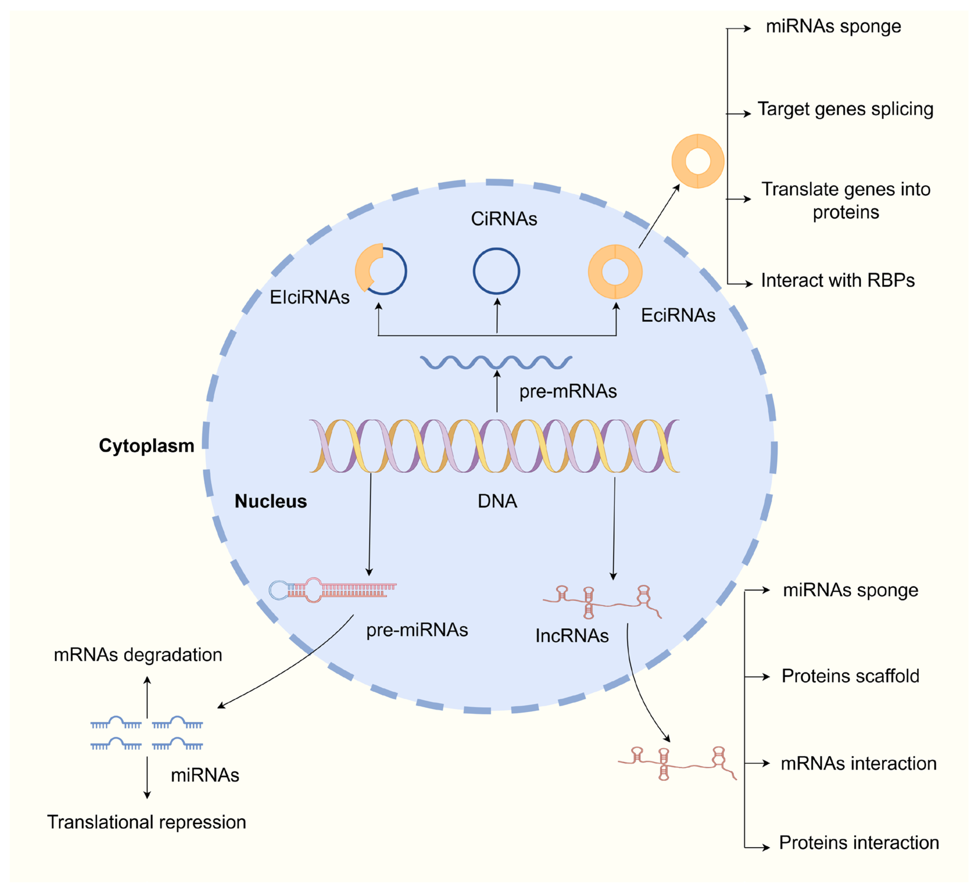 Biomedicines 13 01369 g002 Biomedicines 13 01369 g002