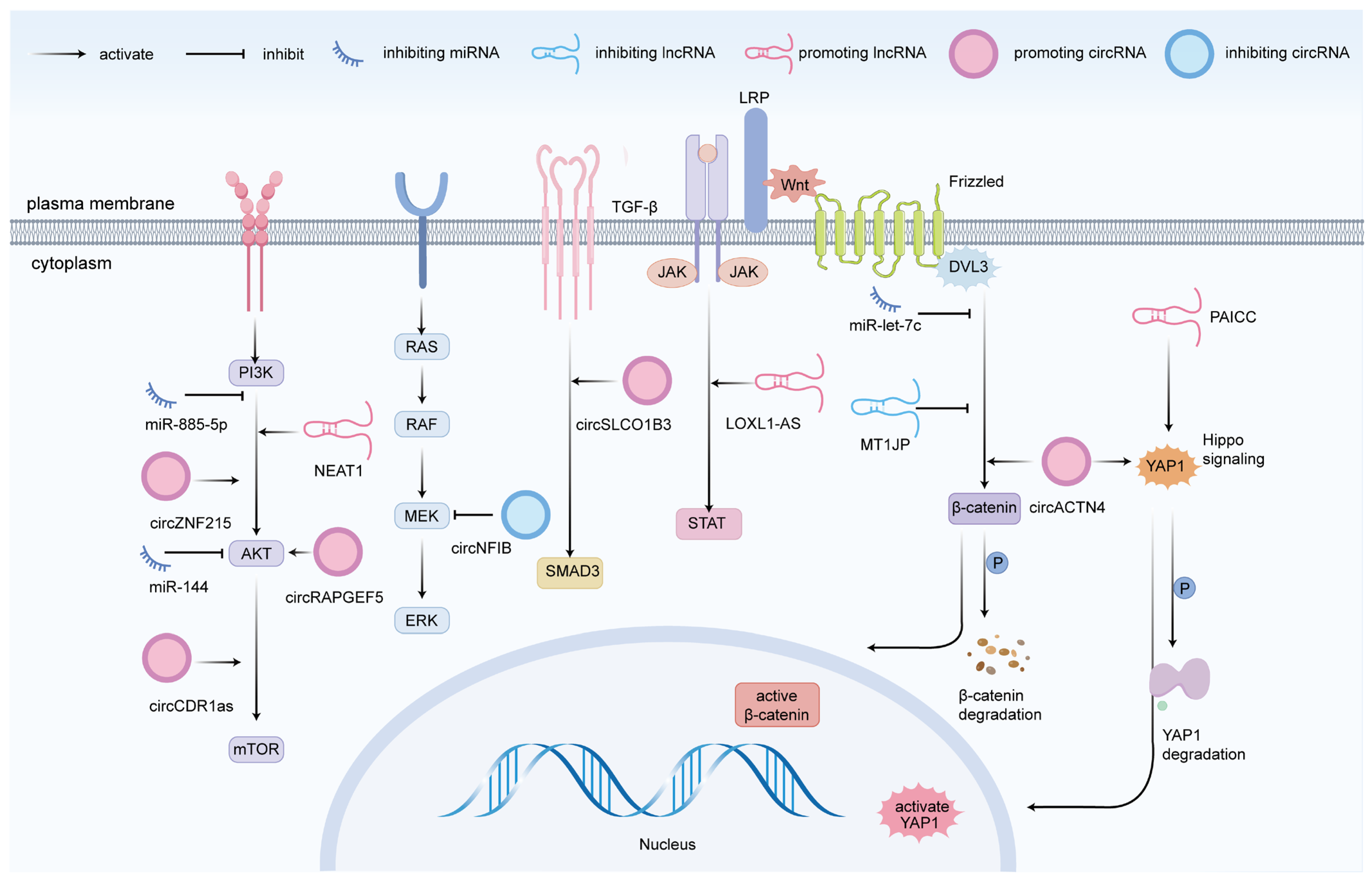 Biomedicines 13 01369 g003 Biomedicines 13 01369 g003