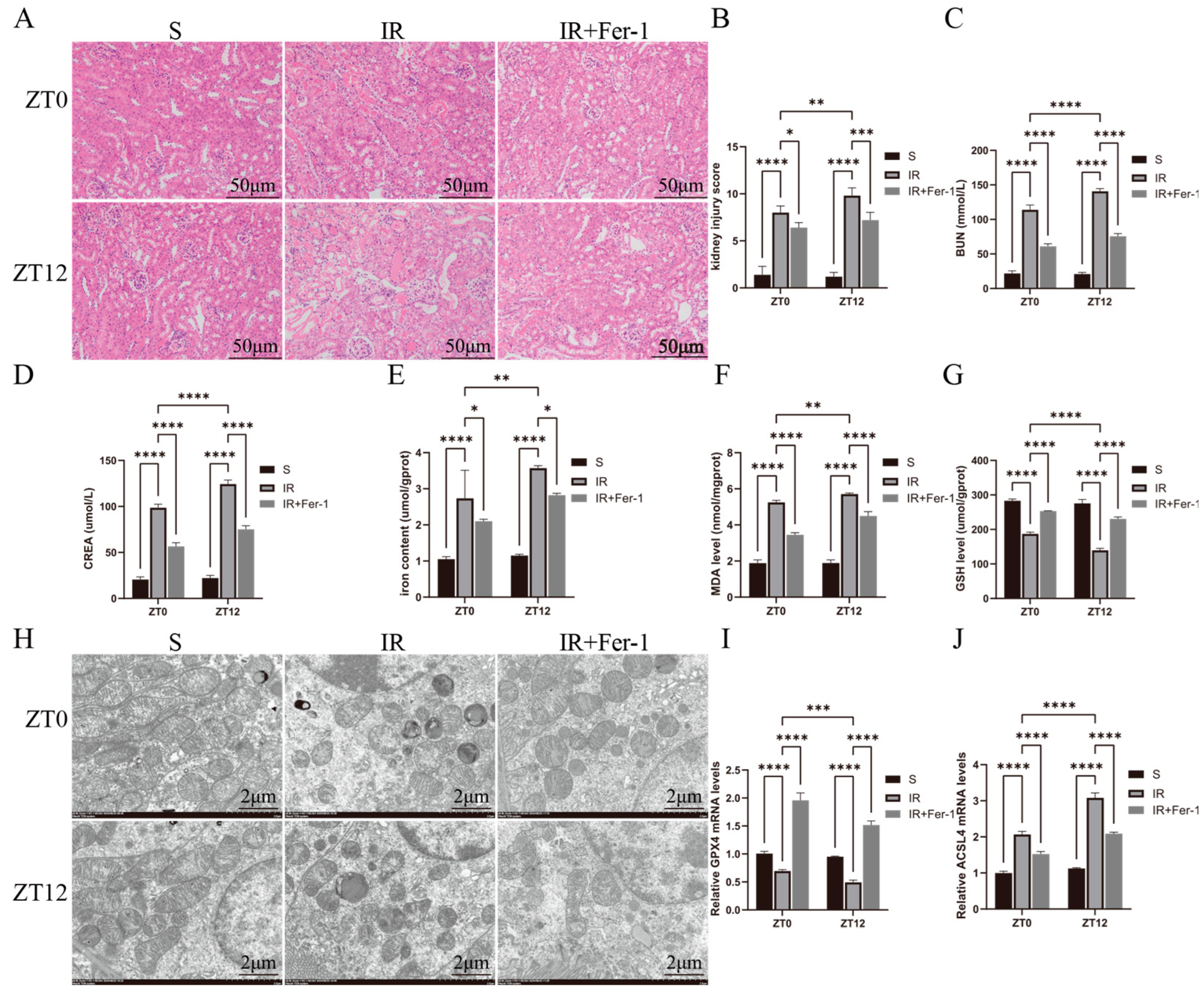 Biomedicines 13 01375 g002
