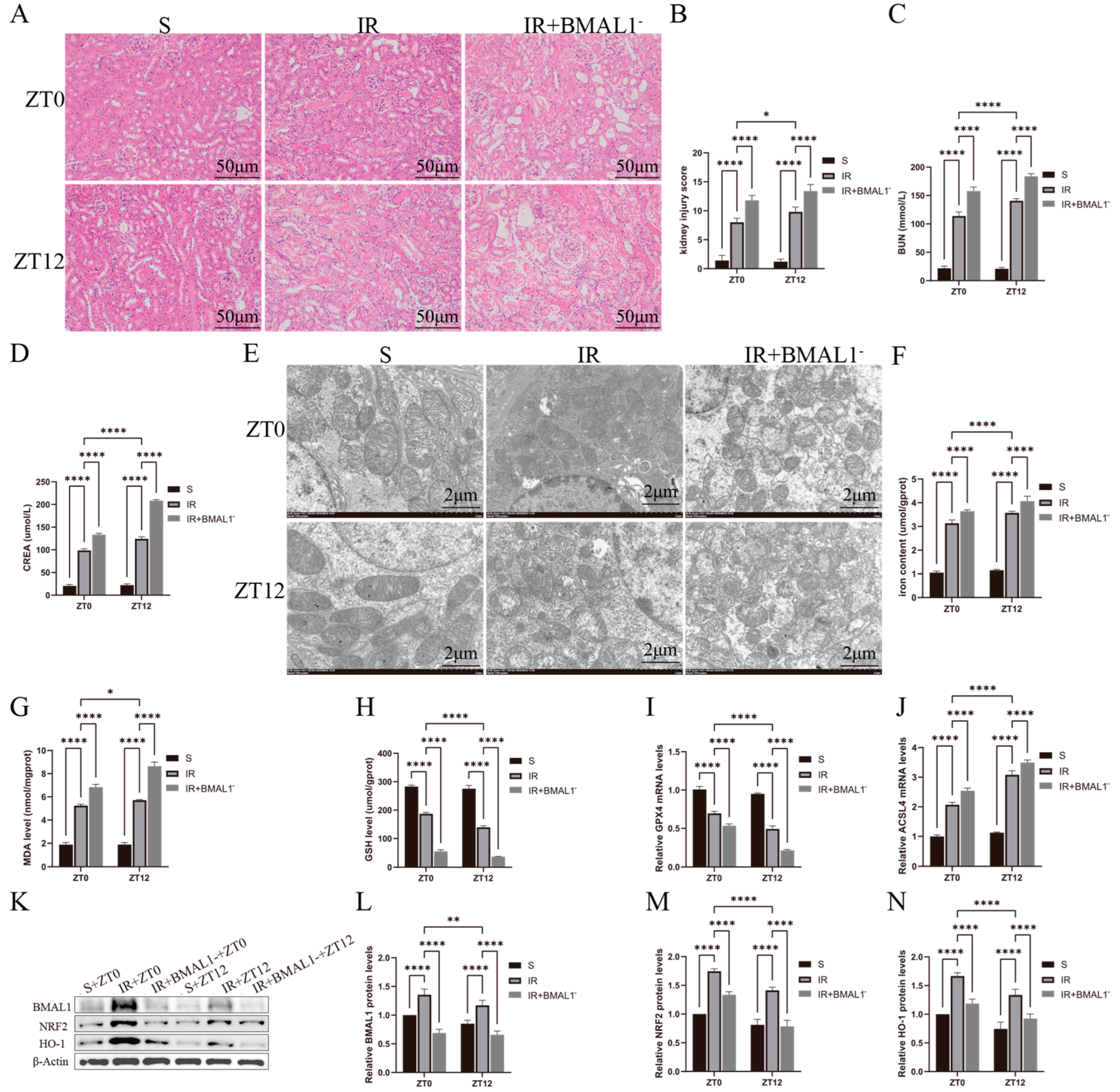 Biomedicines 13 01375 g004