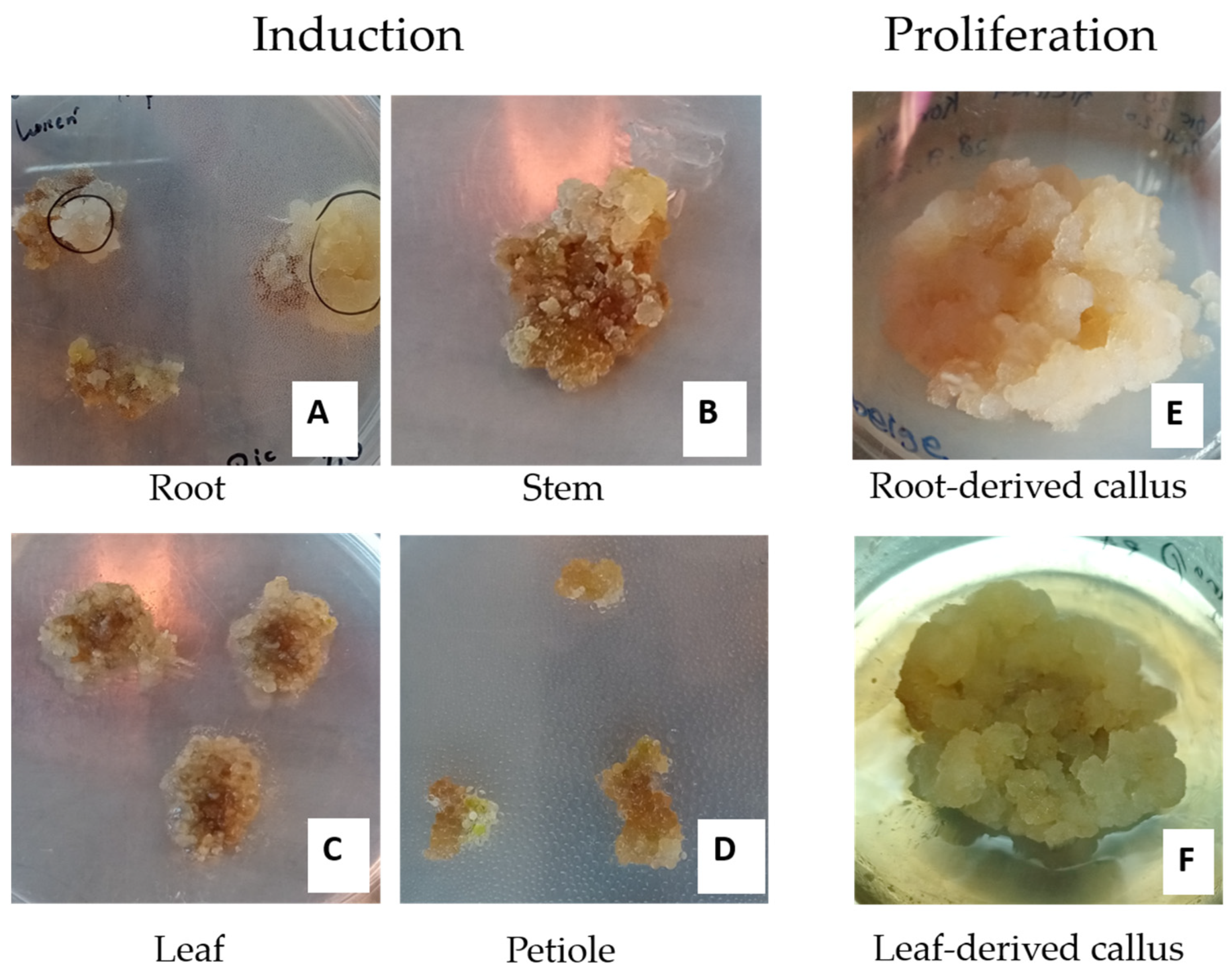 Biomedicines 13 01382 g001