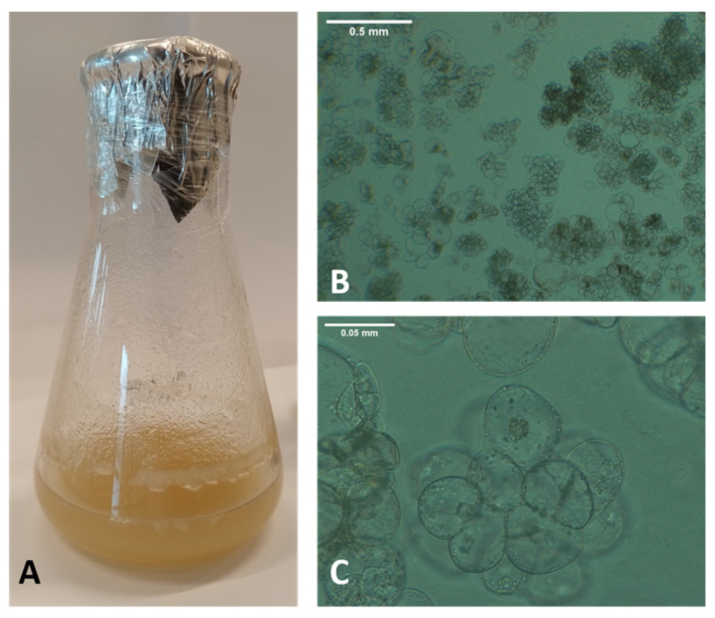Biomedicines 13 01382 g002
