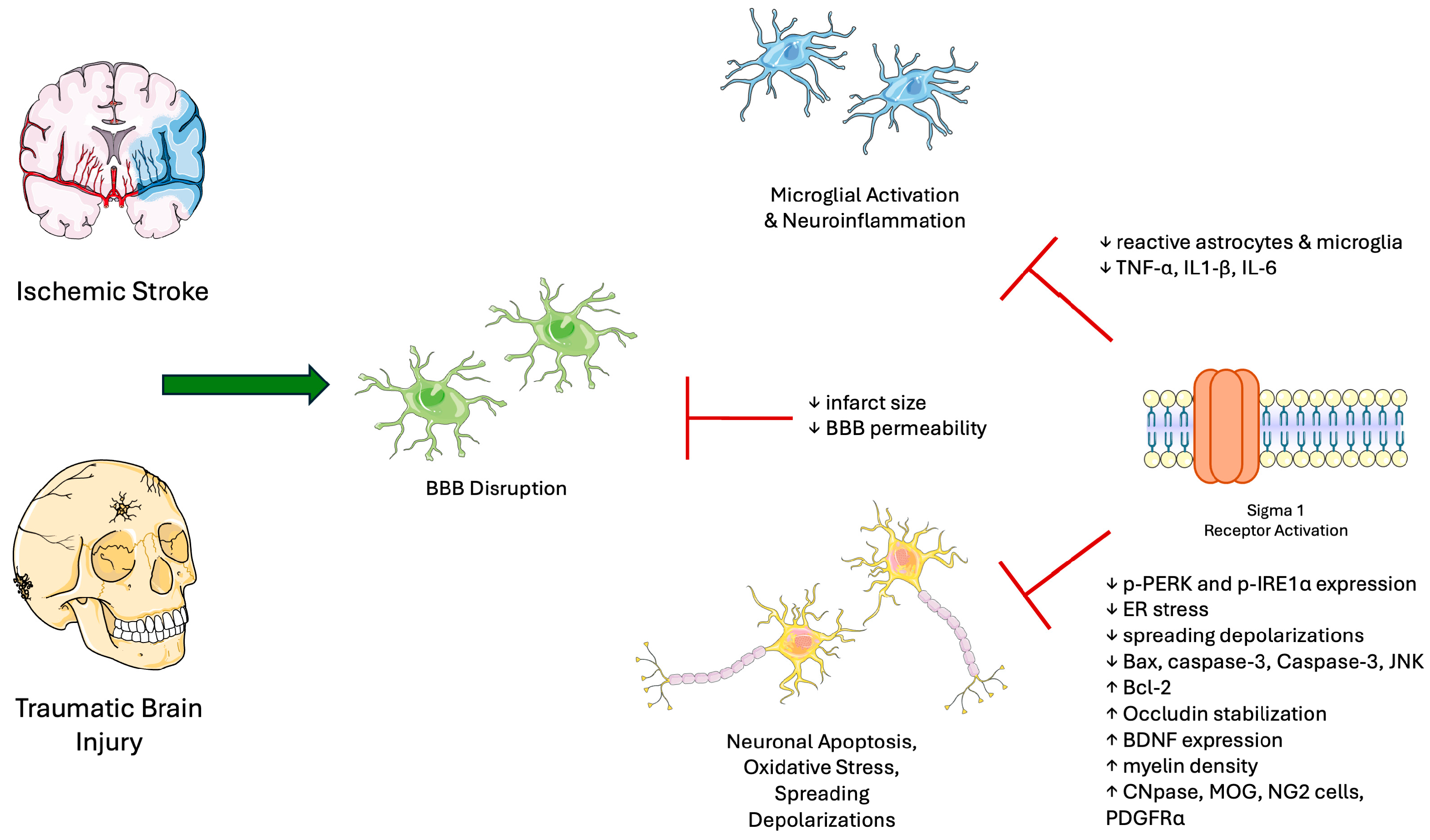 Biomedicines 13 01409 g003
