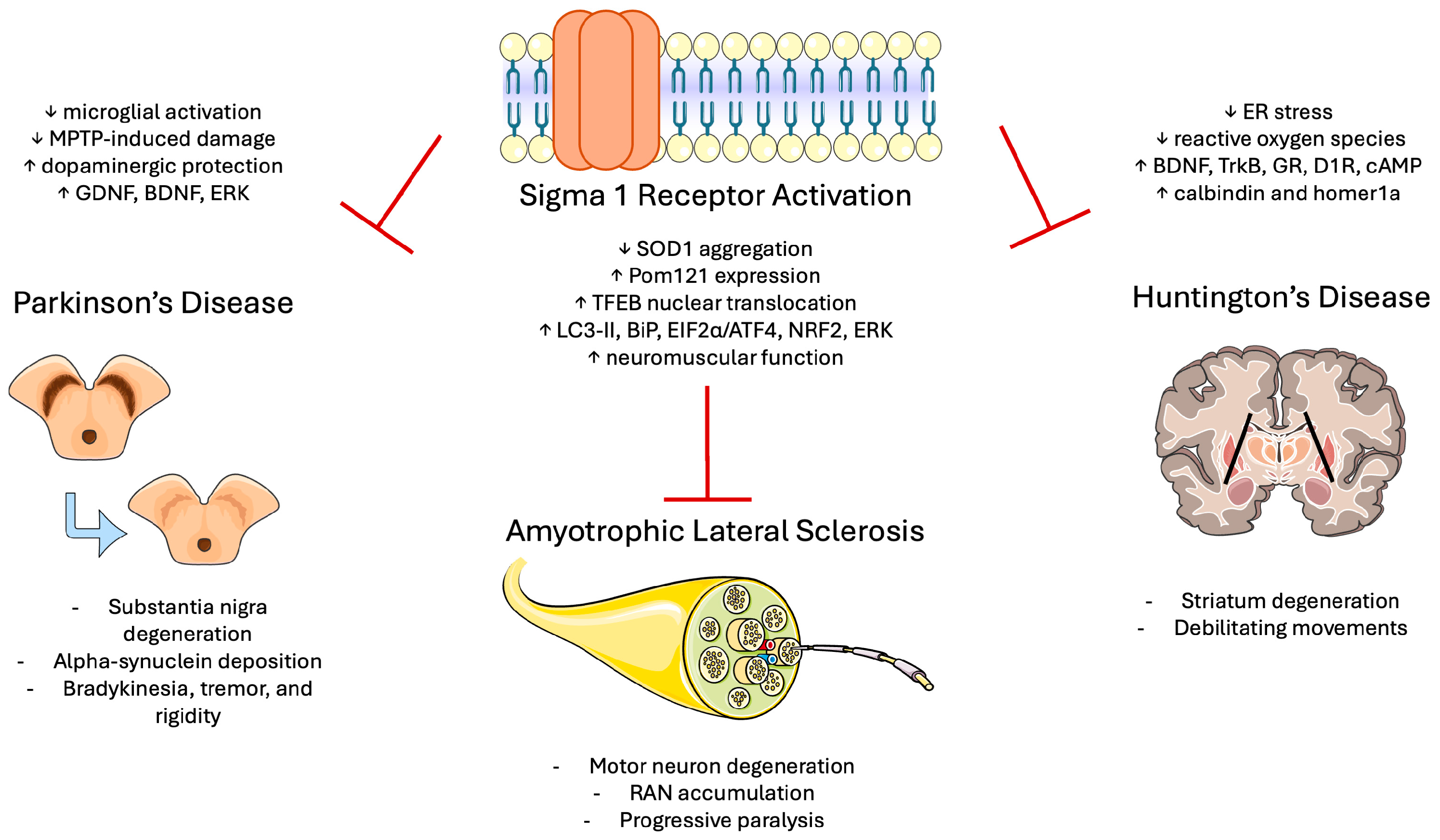 Biomedicines 13 01409 g005