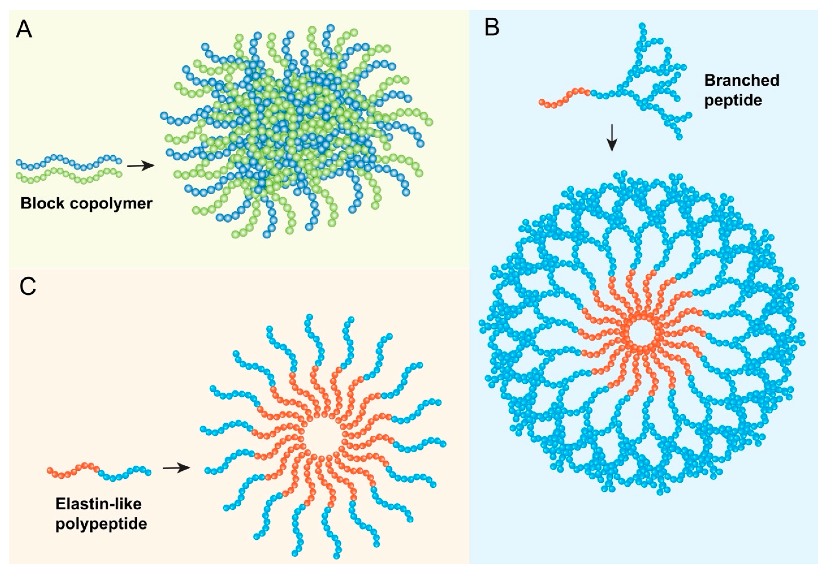 Biomedicines 13 01415 g003