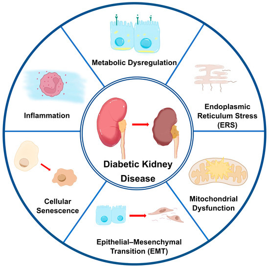 Biomedicines 13 01424 g001