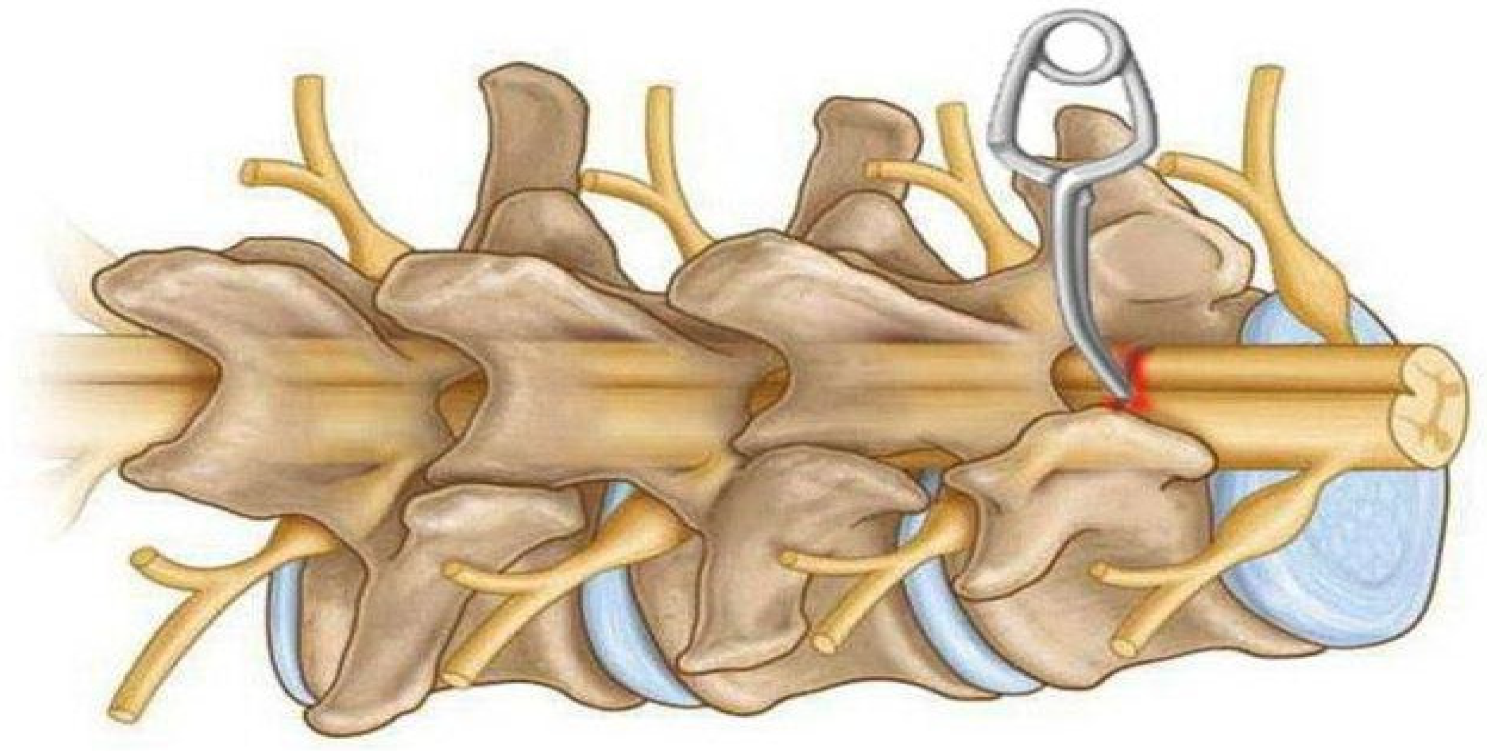 Biomedicines 13 01427 g006 Biomedicines 13 01427 g006