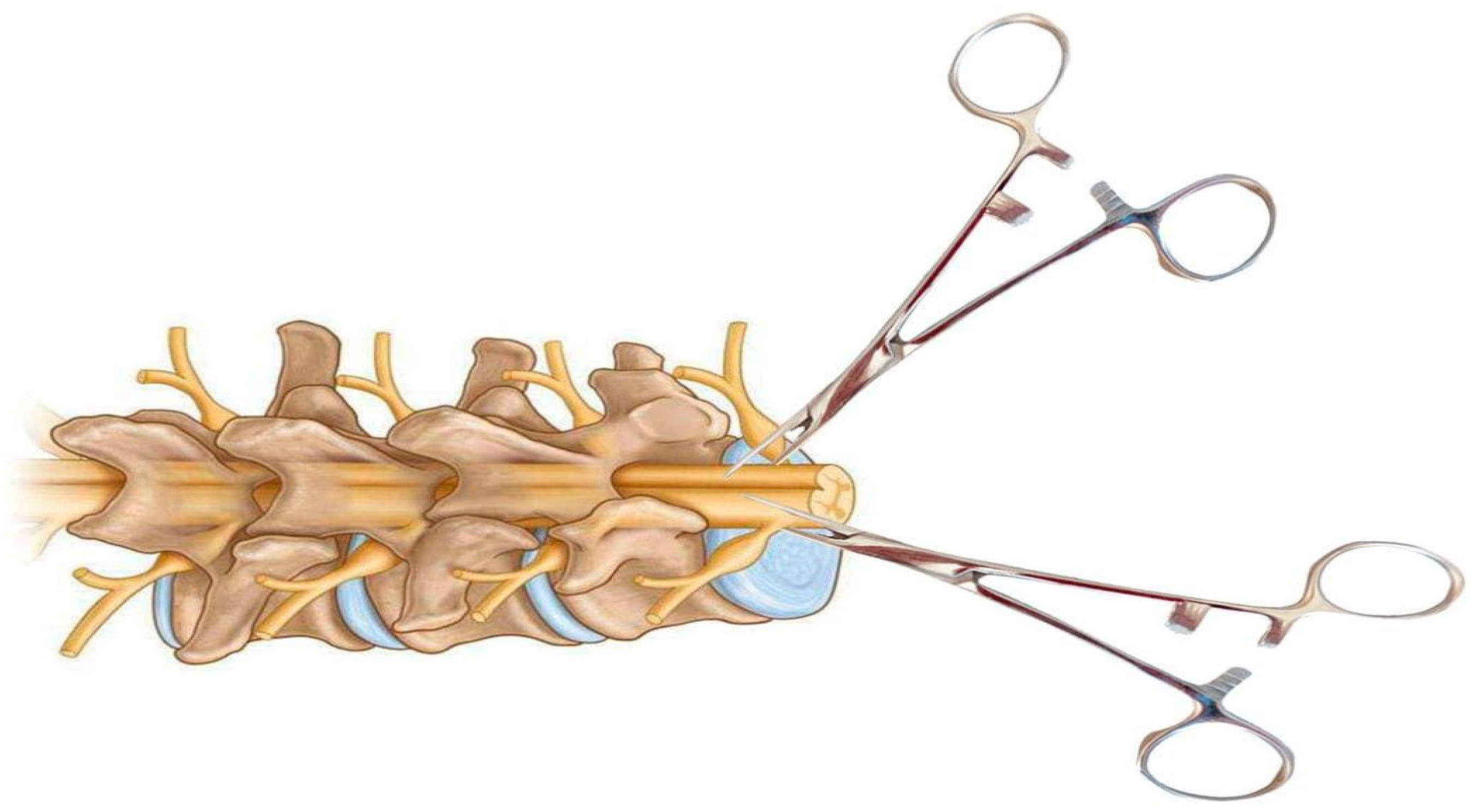 Biomedicines 13 01427 g007 Biomedicines 13 01427 g007