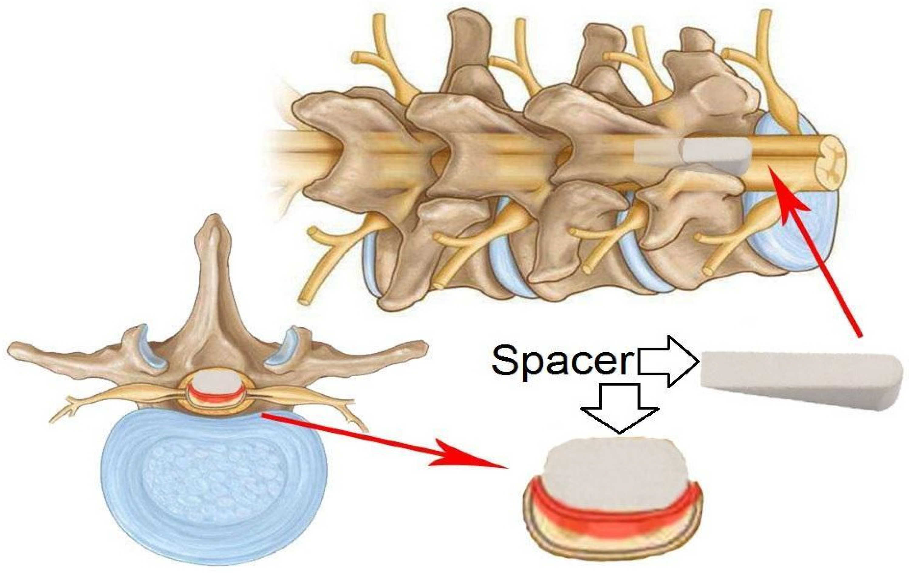 Biomedicines 13 01427 g008 Biomedicines 13 01427 g008