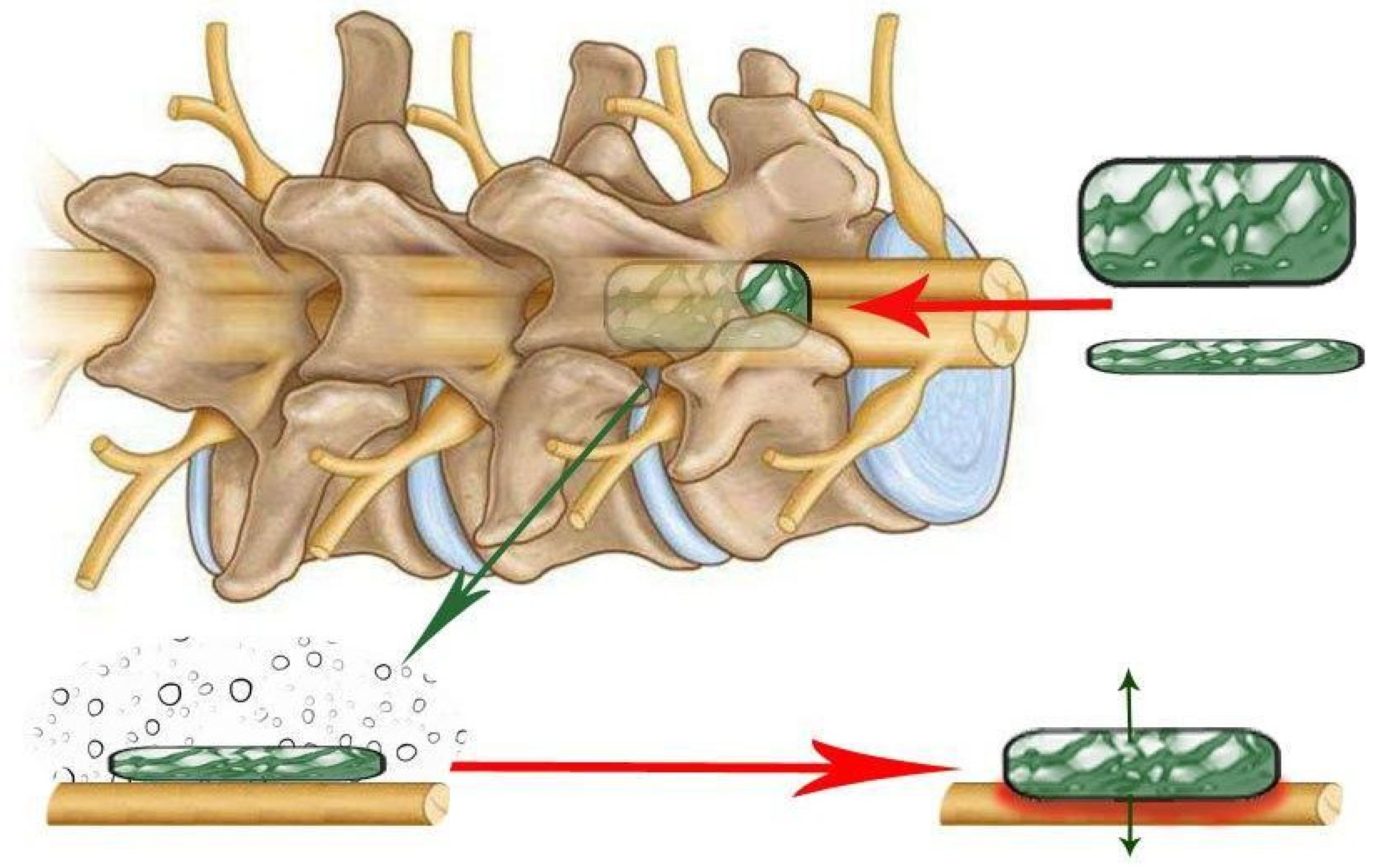 Biomedicines 13 01427 g009 Biomedicines 13 01427 g009
