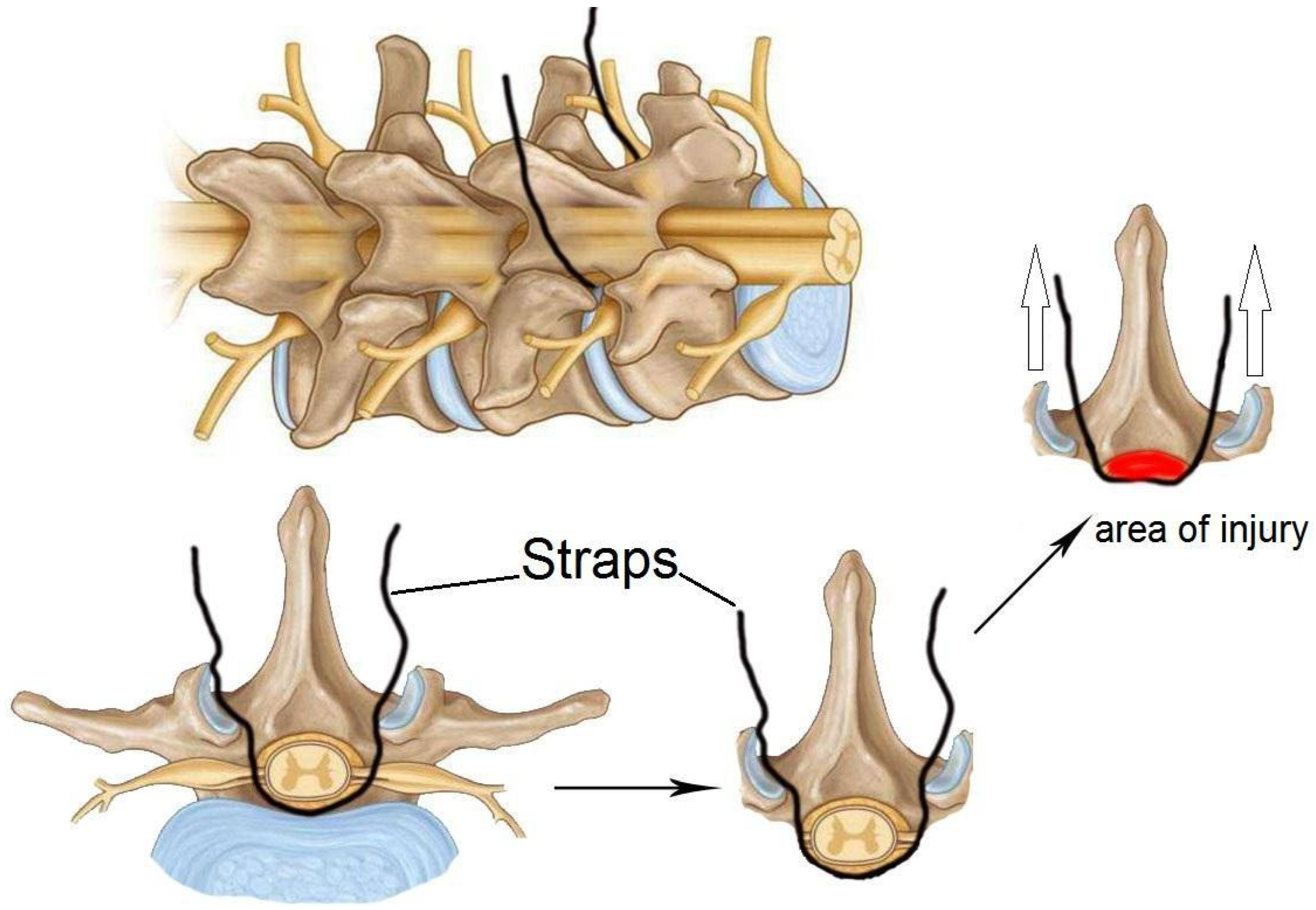 Biomedicines 13 01427 g011 Biomedicines 13 01427 g011