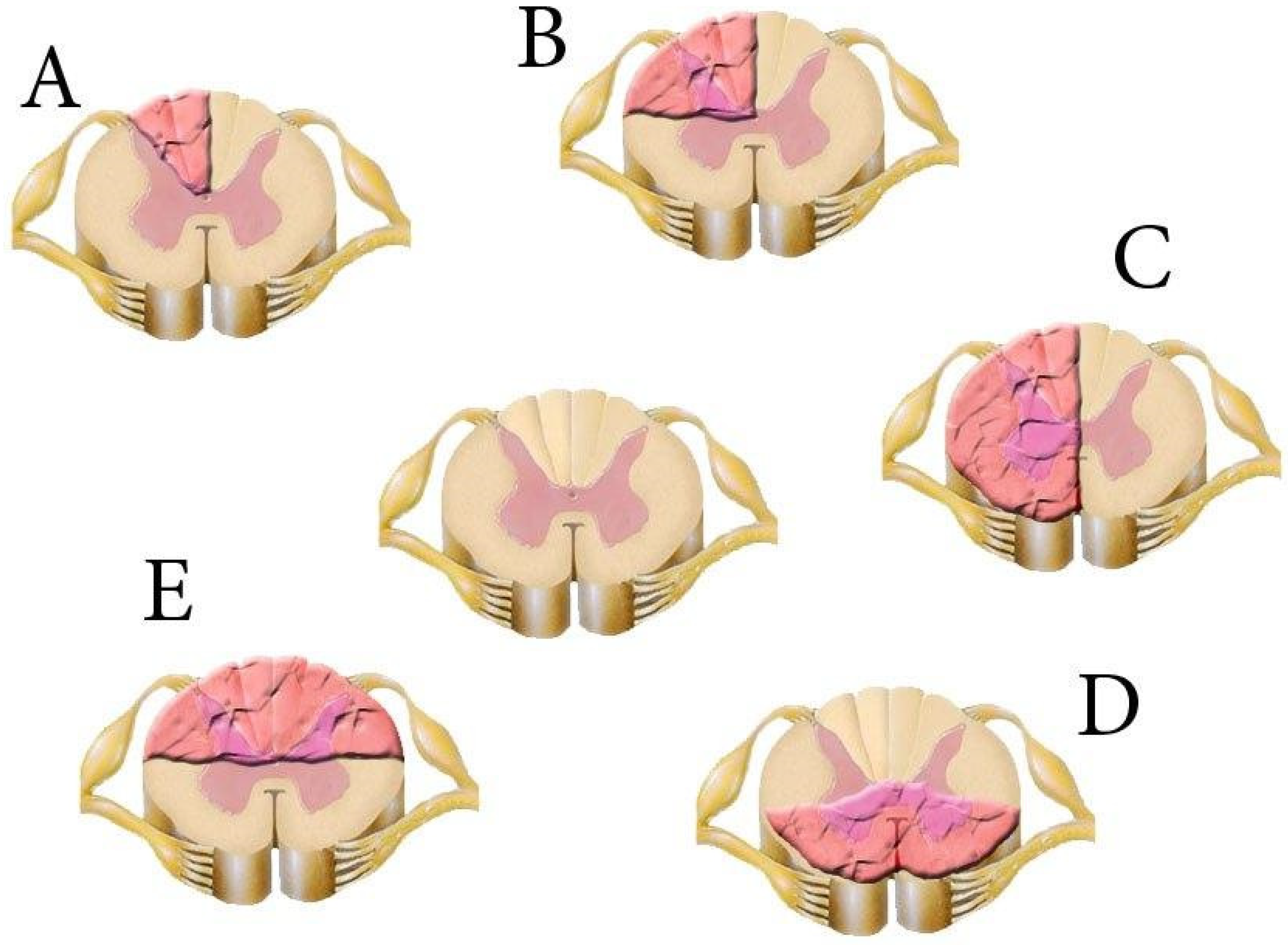 Biomedicines 13 01427 g012 Biomedicines 13 01427 g012