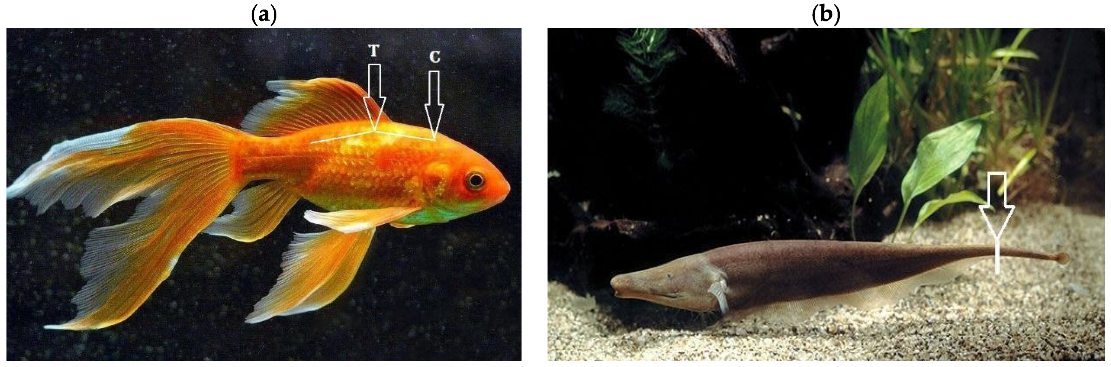 Biomedicines 13 01427 g013 Biomedicines 13 01427 g013