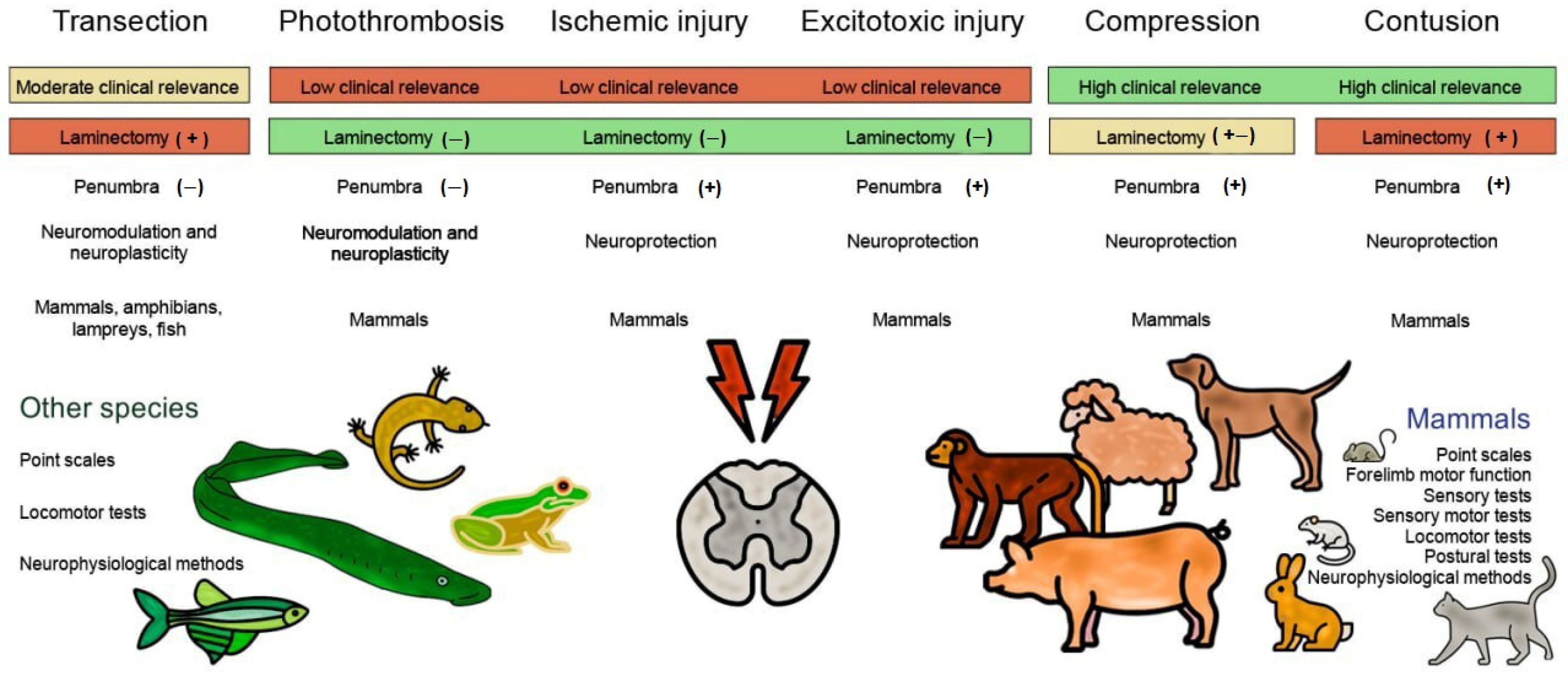 Biomedicines 13 01427 g017 Biomedicines 13 01427 g017