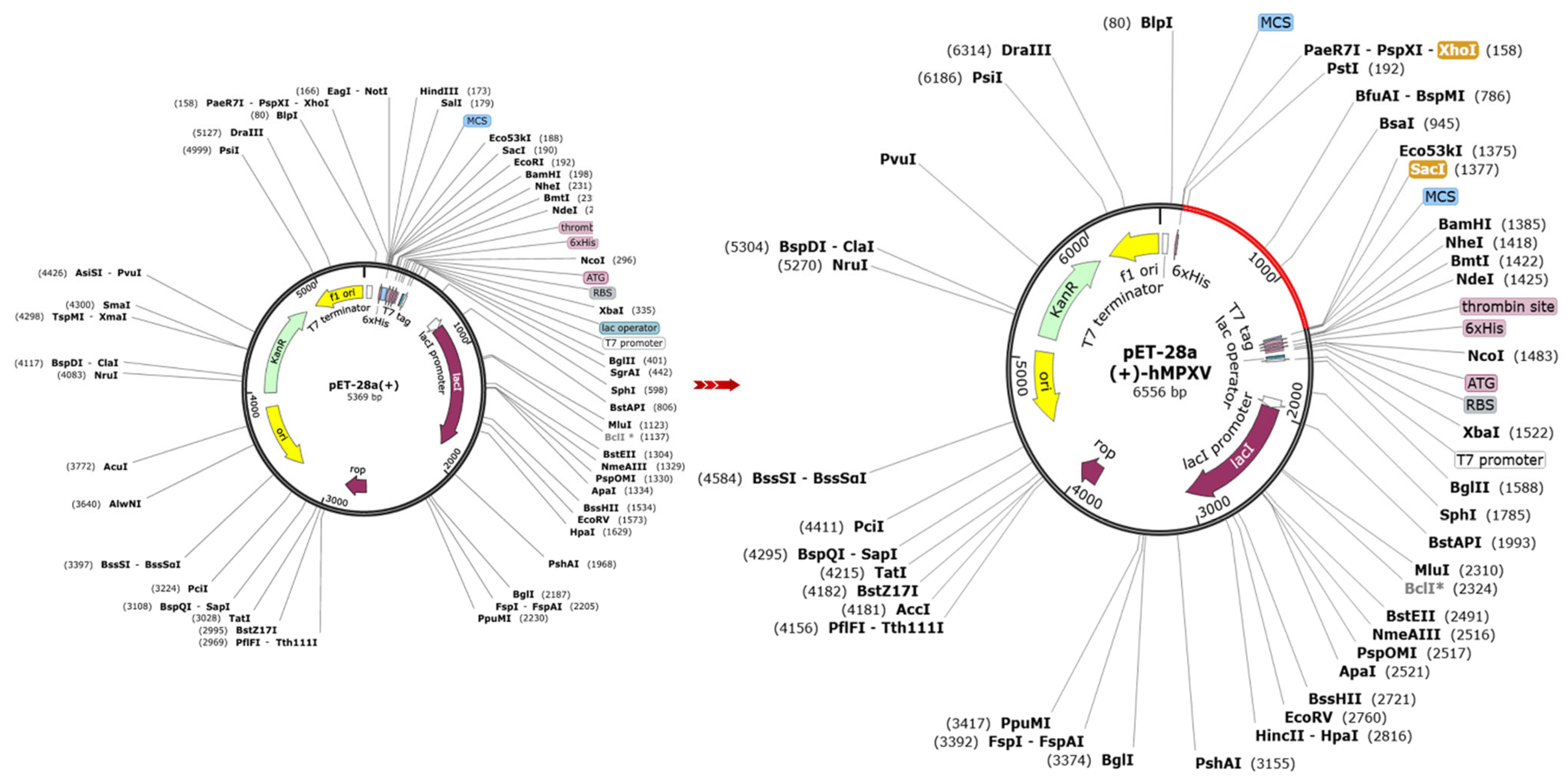 Biomedicines 13 01439 g011