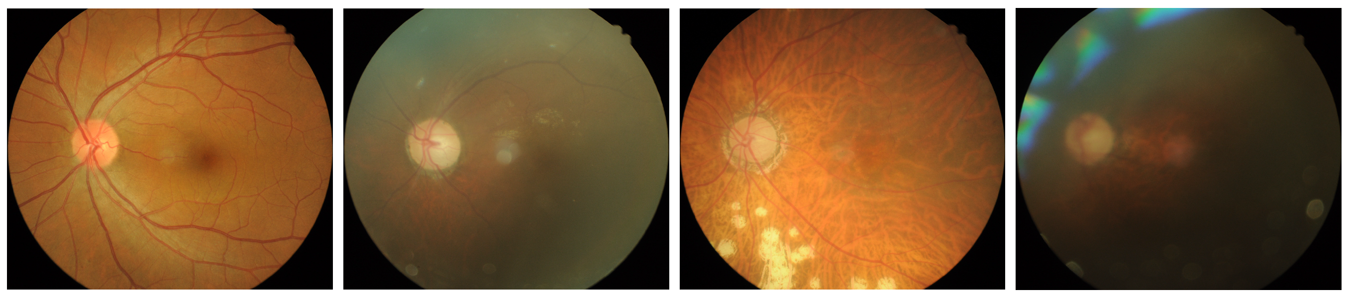 Biomedicines 13 01446 g003