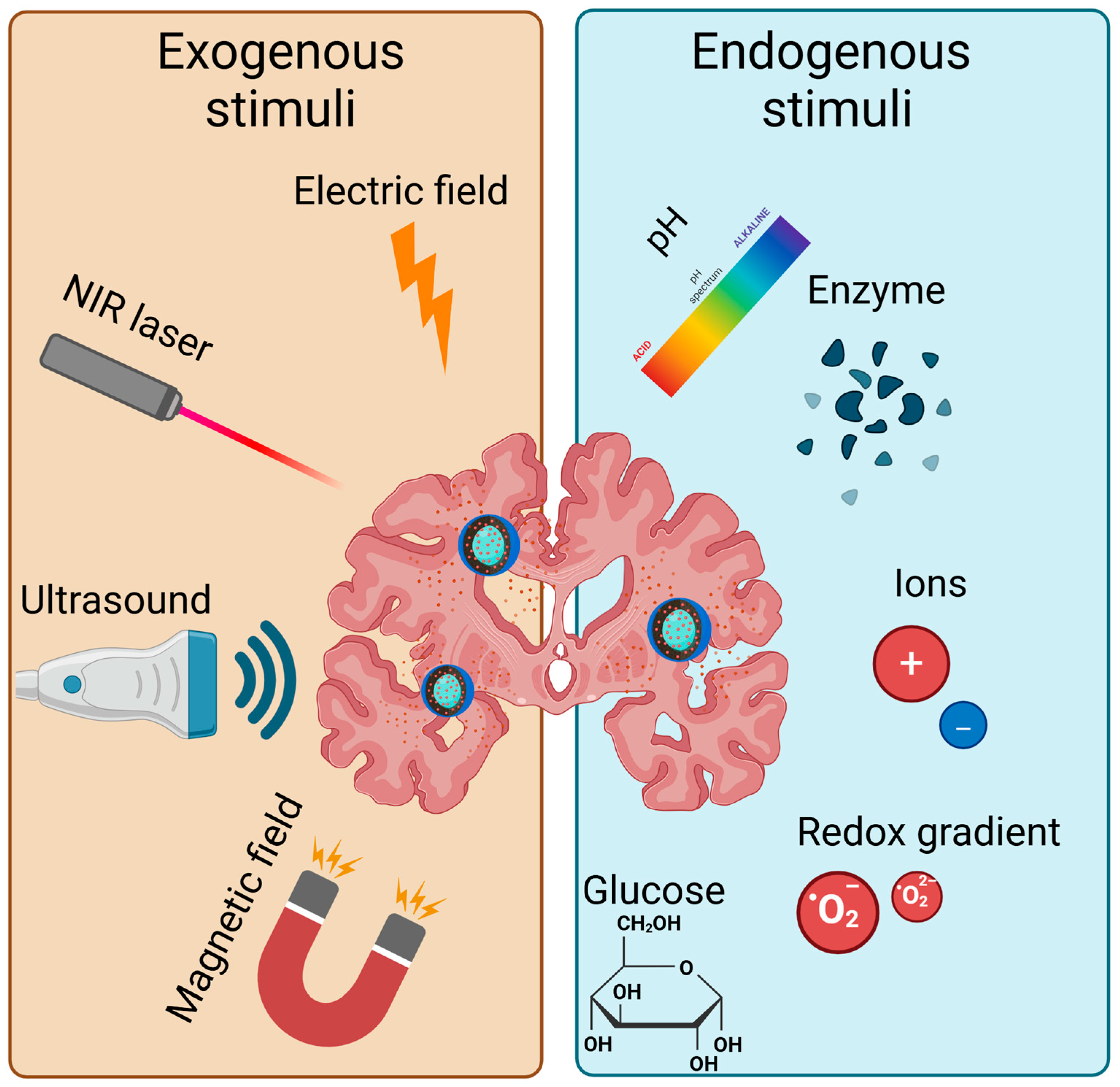 Biomedicines 13 01464 g002