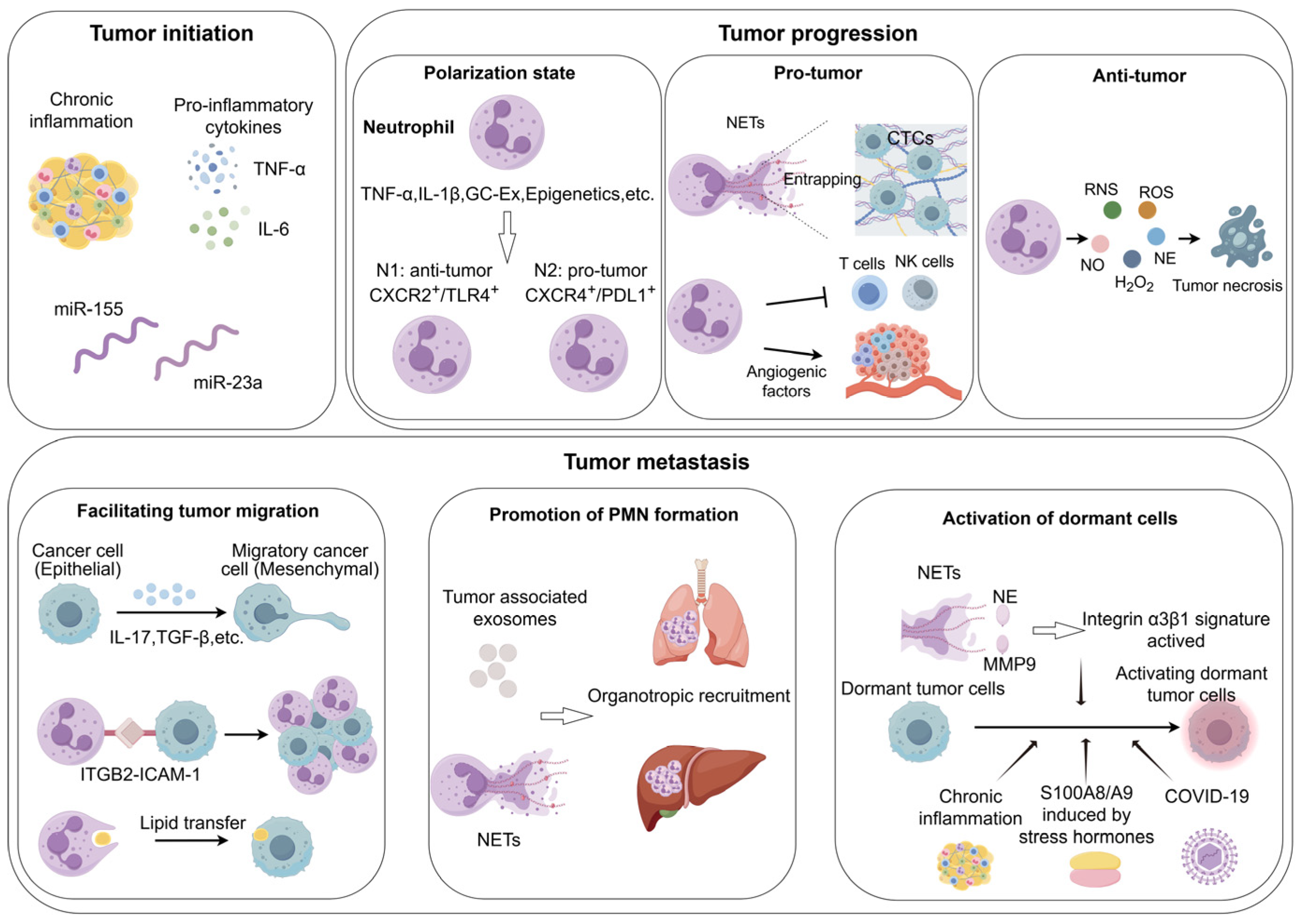 Biomedicines 13 01473 g001