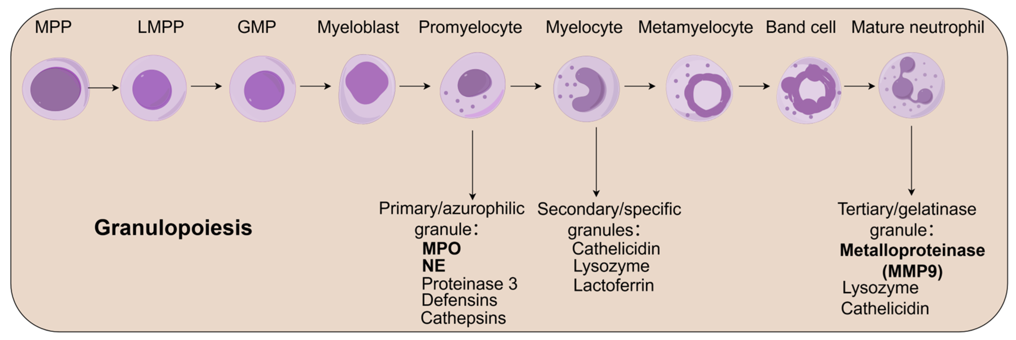 Biomedicines 13 01473 g002