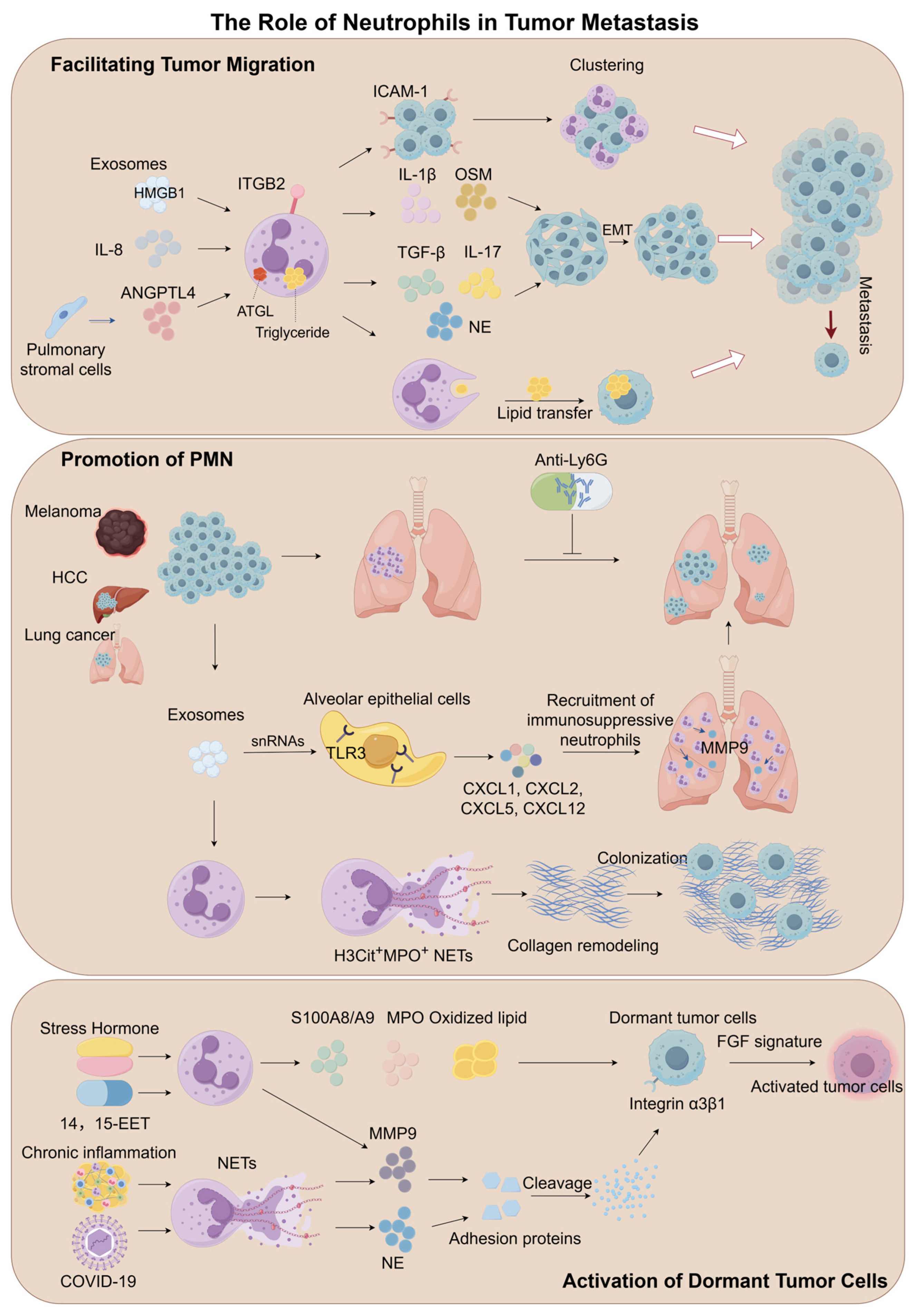 Biomedicines 13 01473 g004