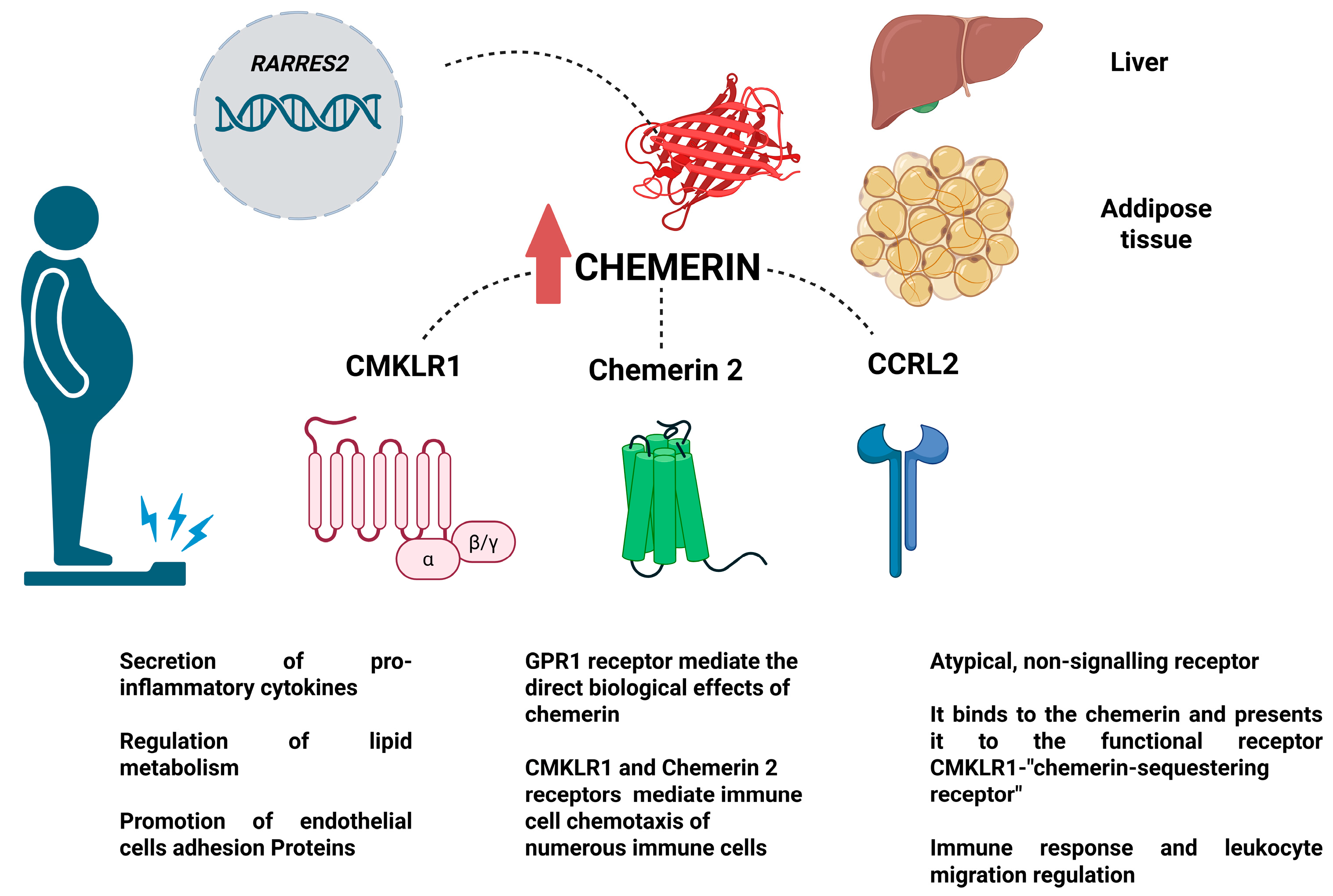 Biomedicines 13 01481 g001 Biomedicines 13 01481 g001