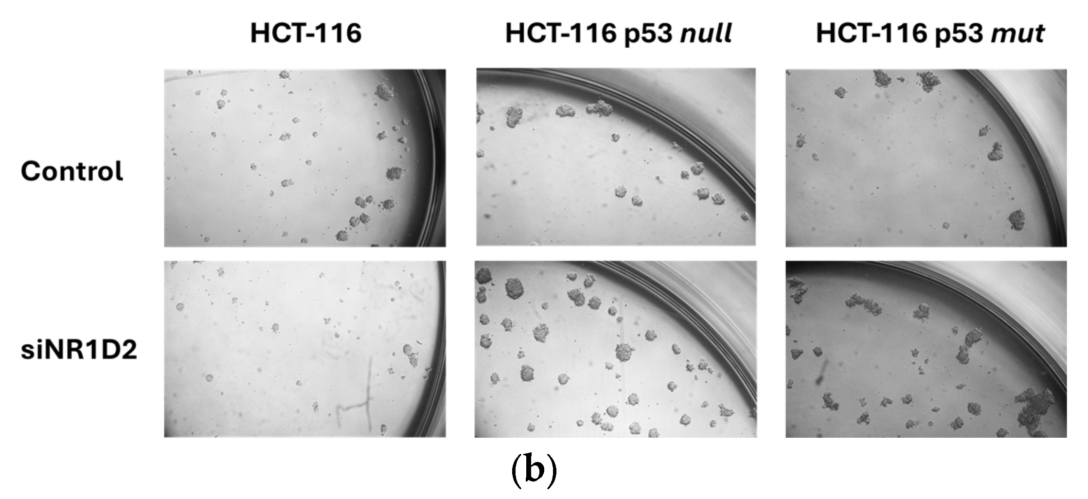 Biomedicines 13 01500 g007b