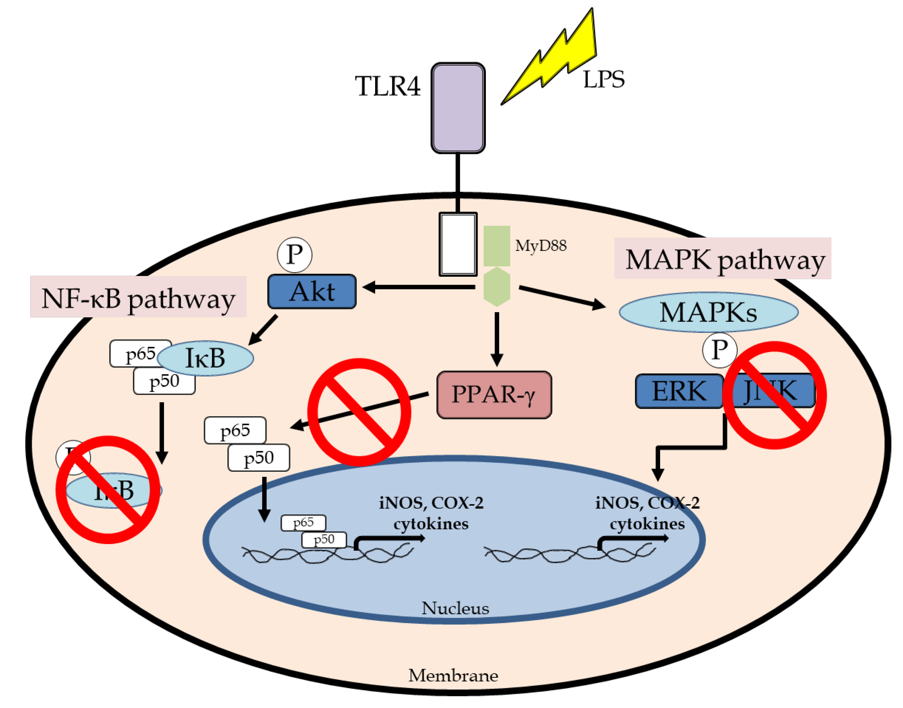 Biomedicines 13 01524 g010