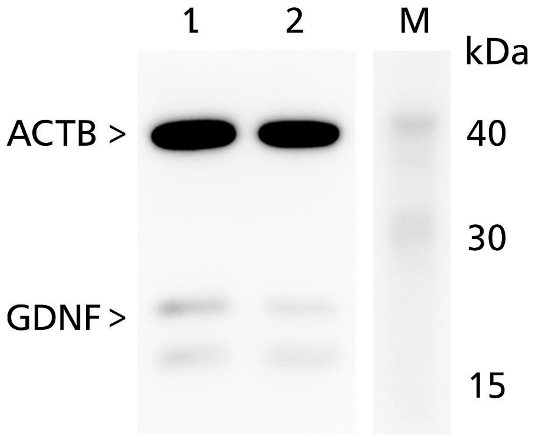 Biomedicines 13 01530 g002