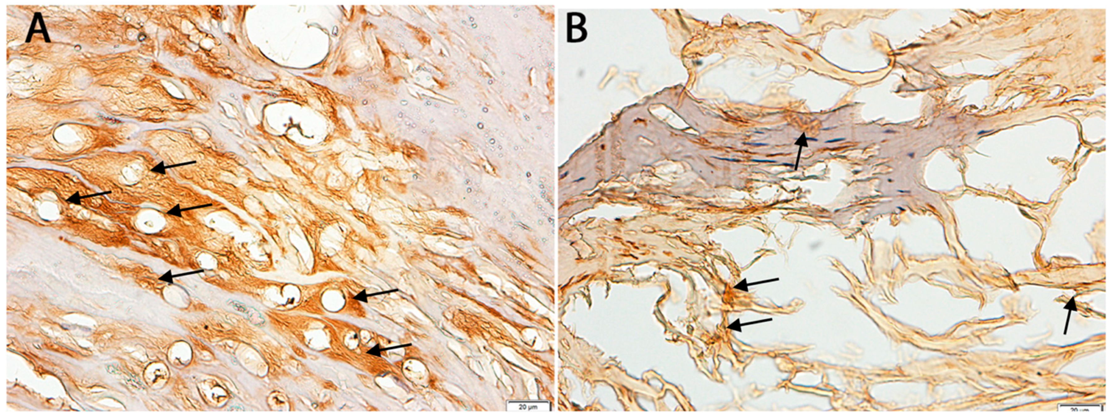 Biomedicines 13 01530 g003