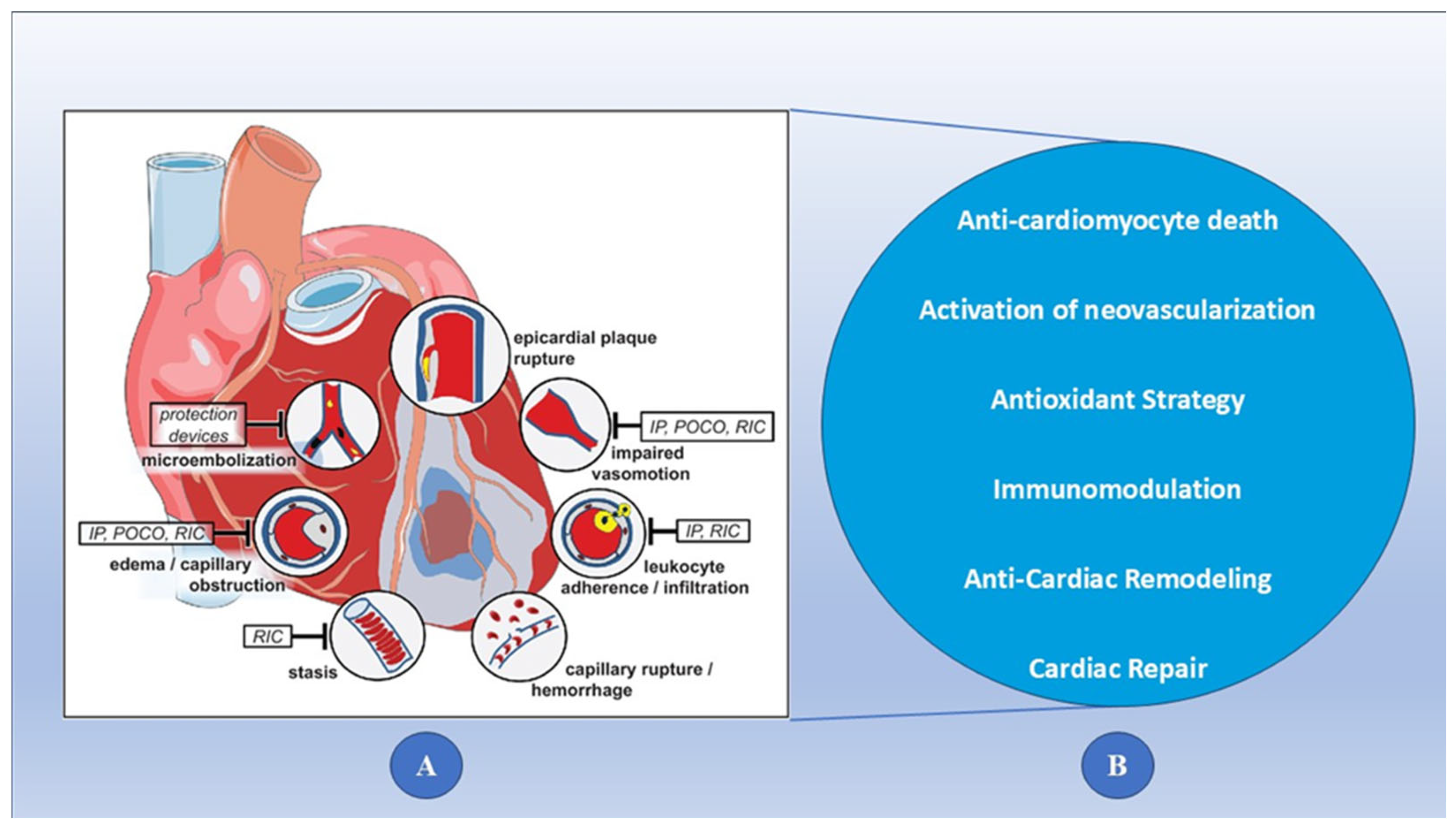 Biomedicines 13 01532 g001