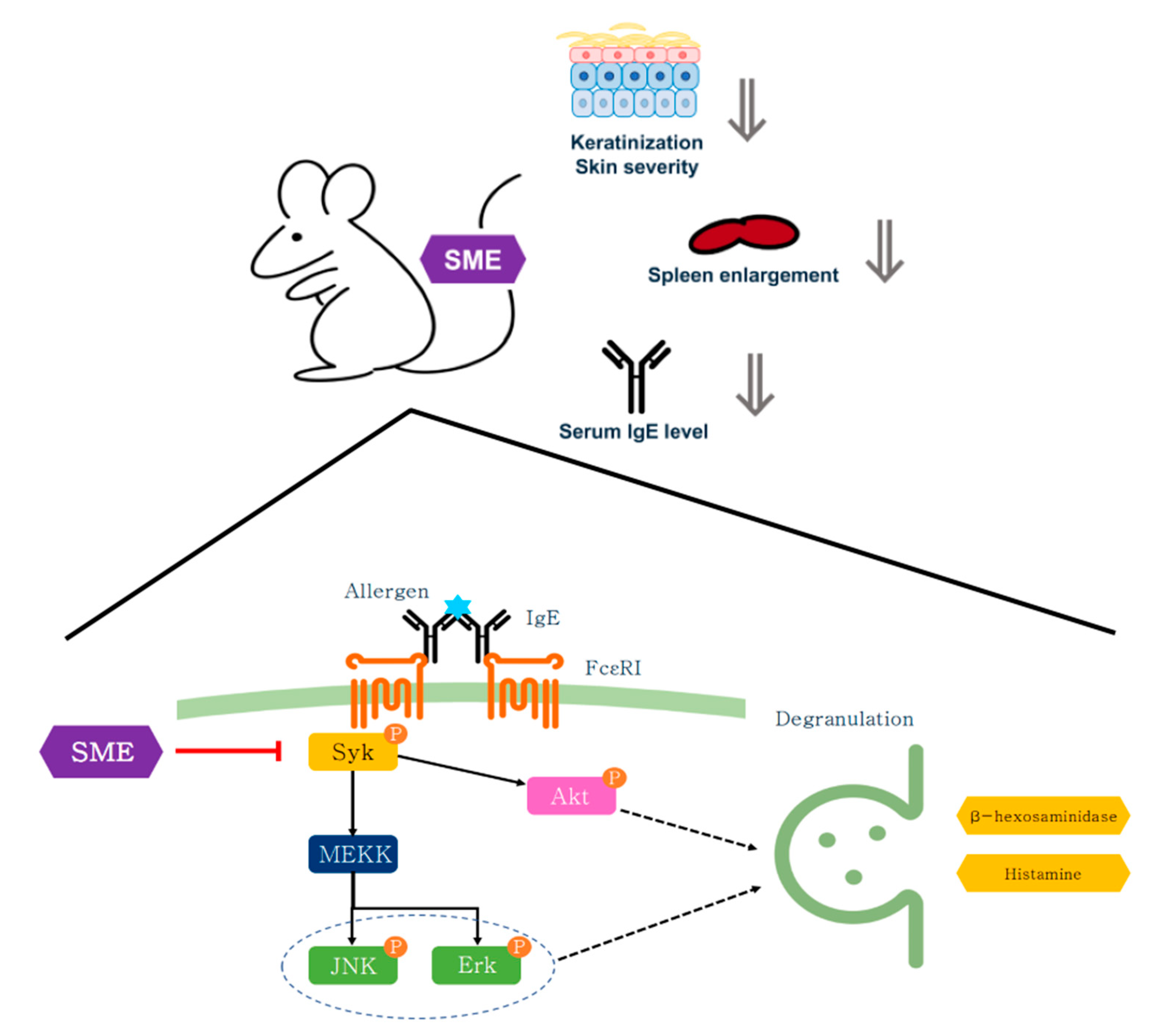 Biomedicines 13 01547 g006