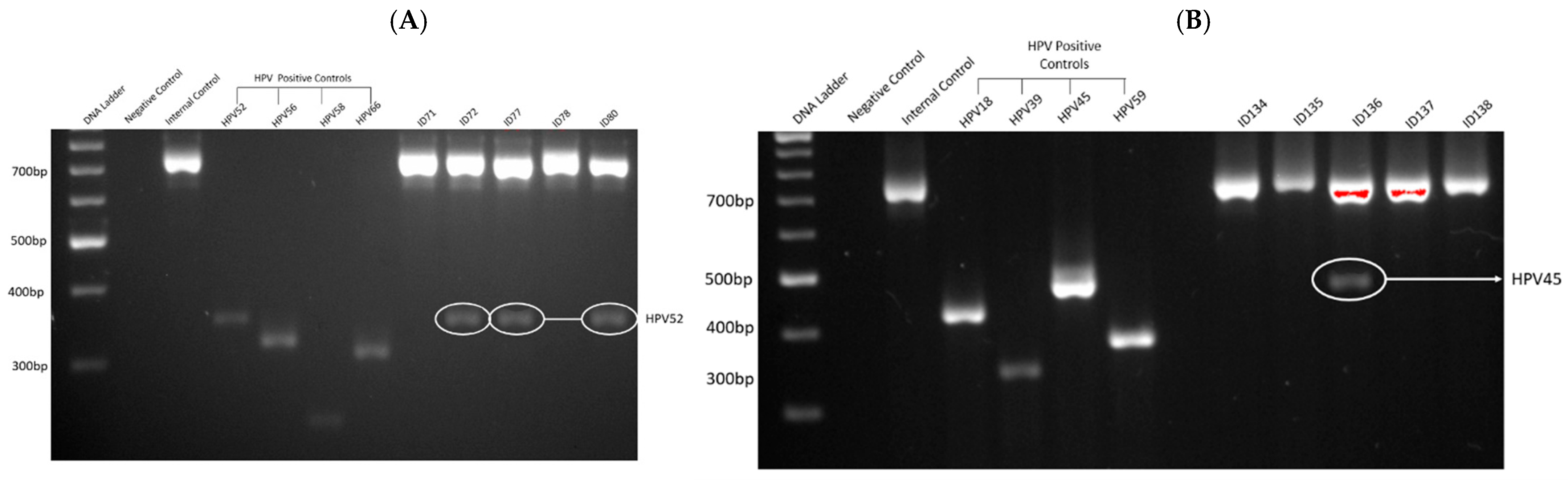 Biomedicines 13 01548 g001
