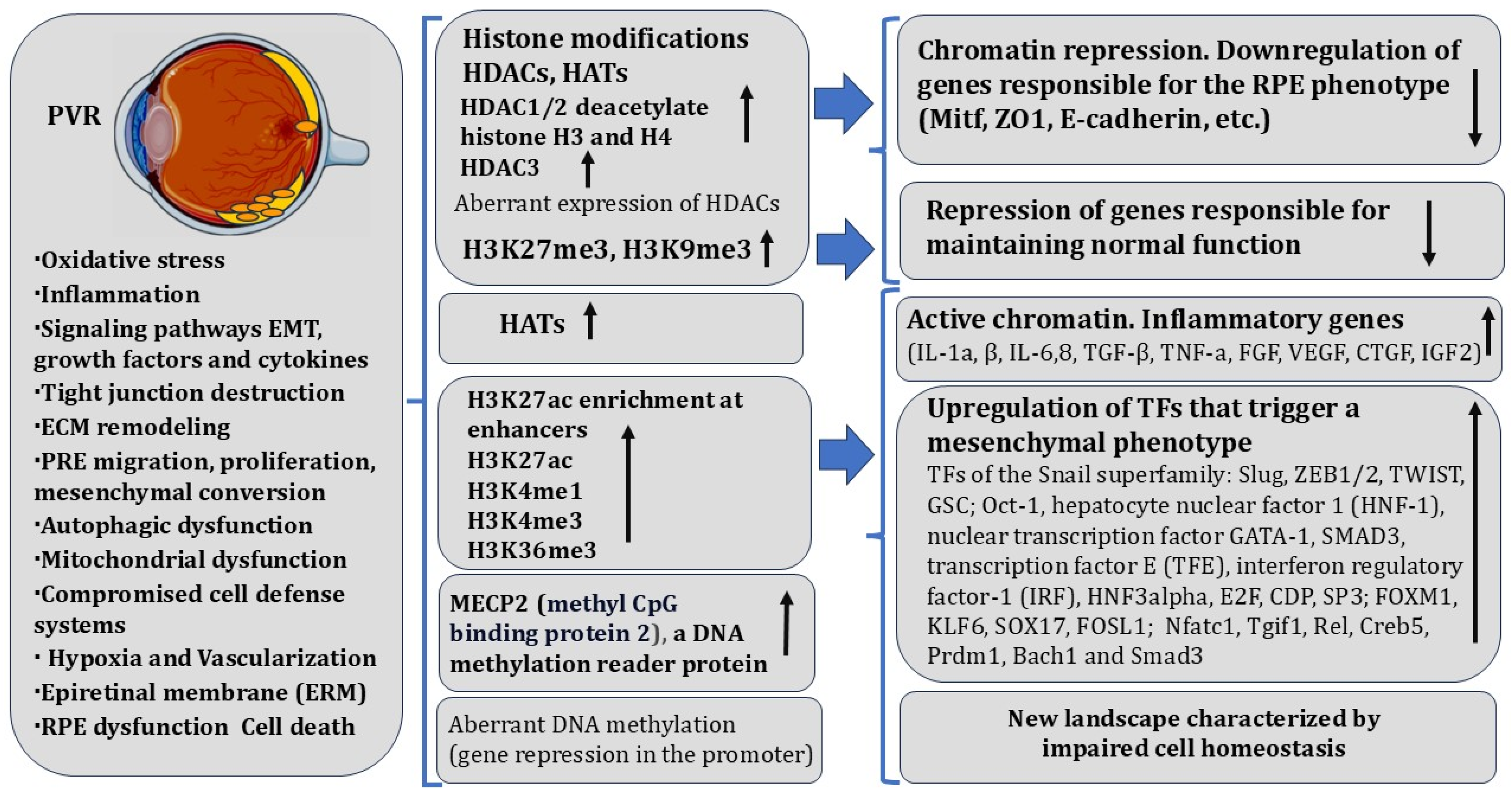 Biomedicines 13 01552 g003