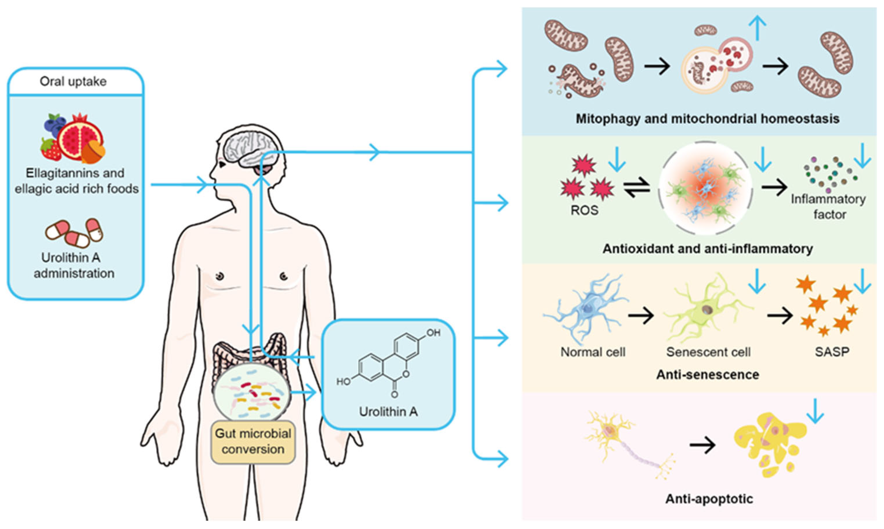 Biomedicines 13 01553 g001