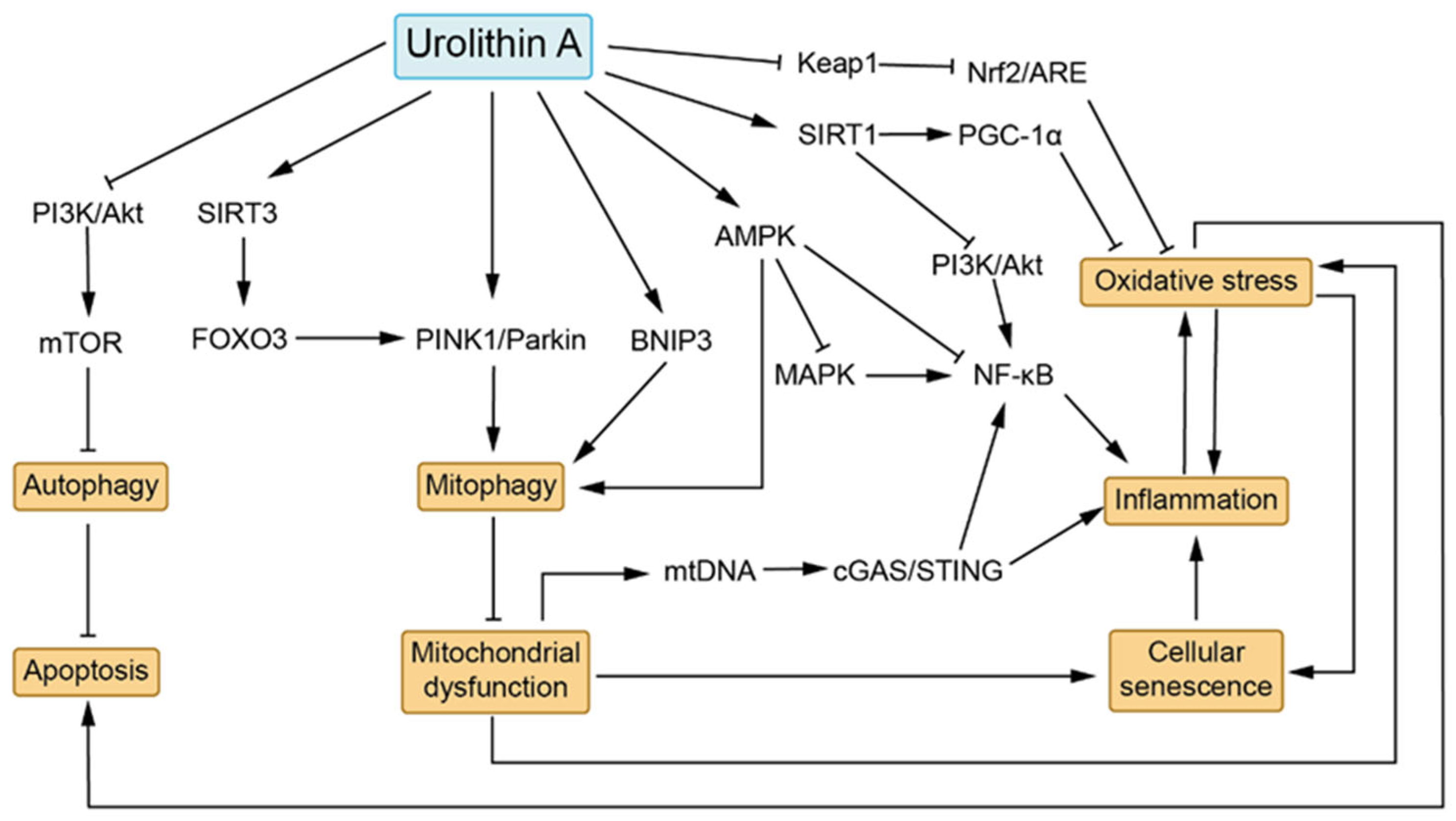 Biomedicines 13 01553 g002