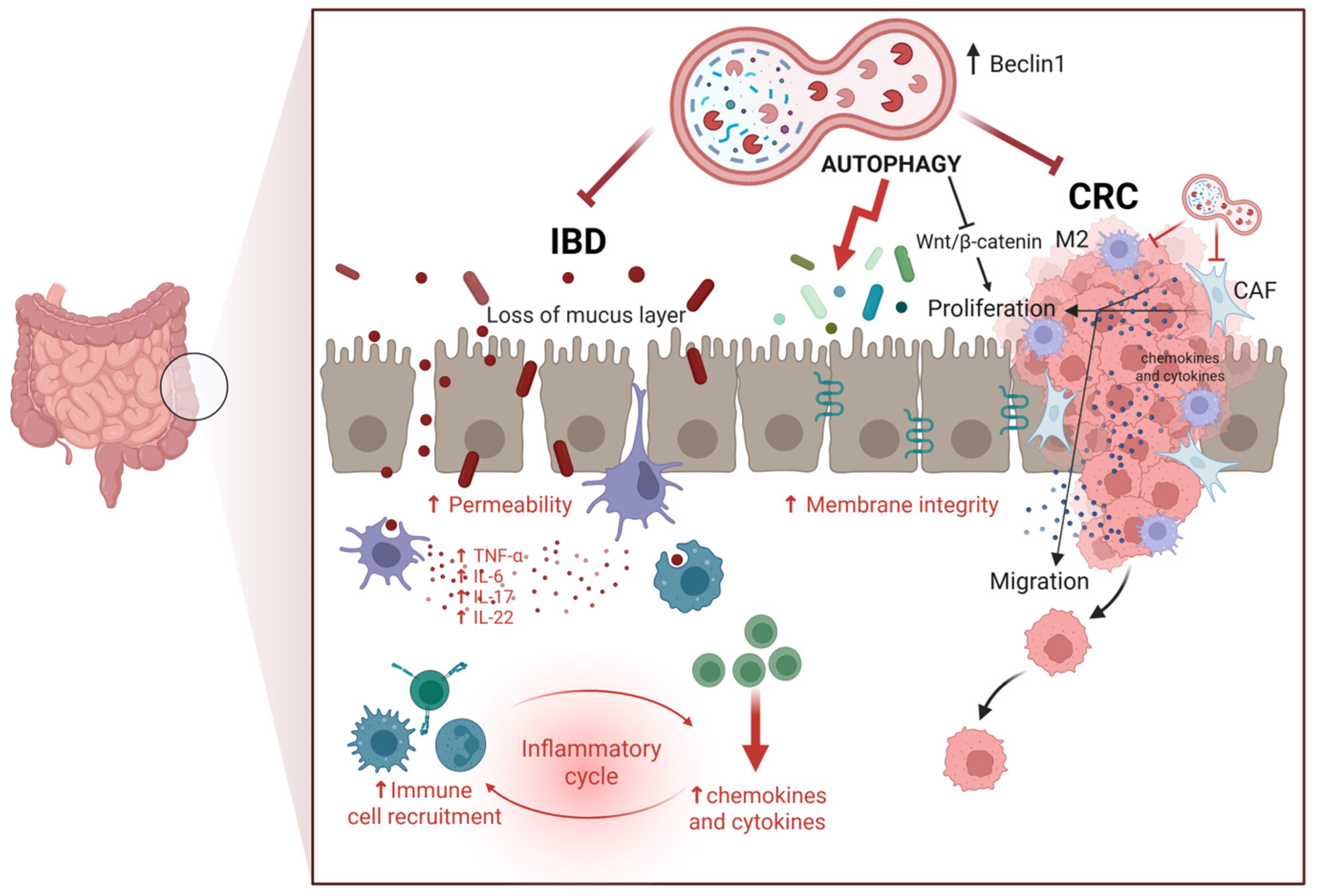 Biomedicines 13 01554 g001