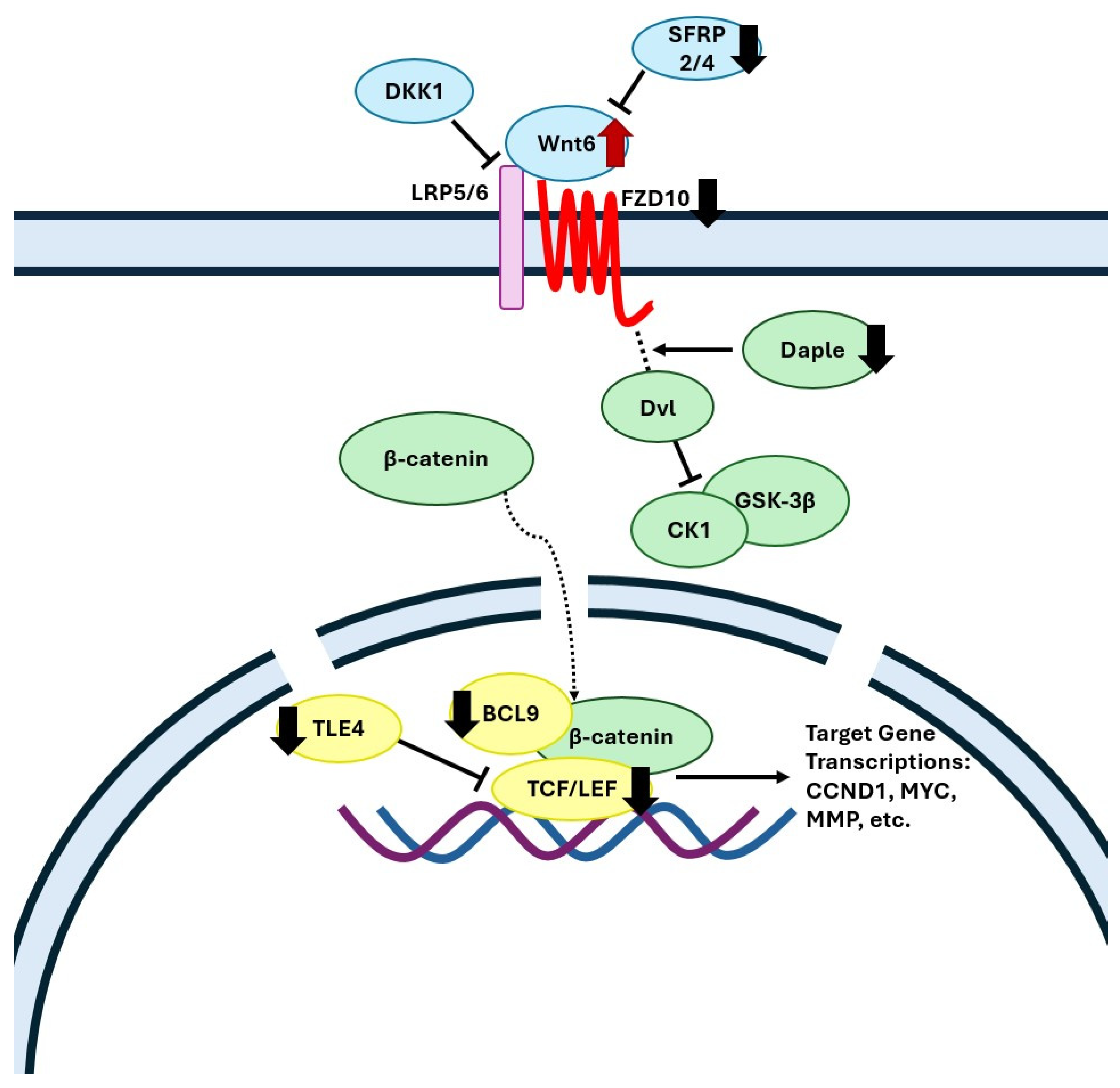 Biomedicines 13 01567 g003