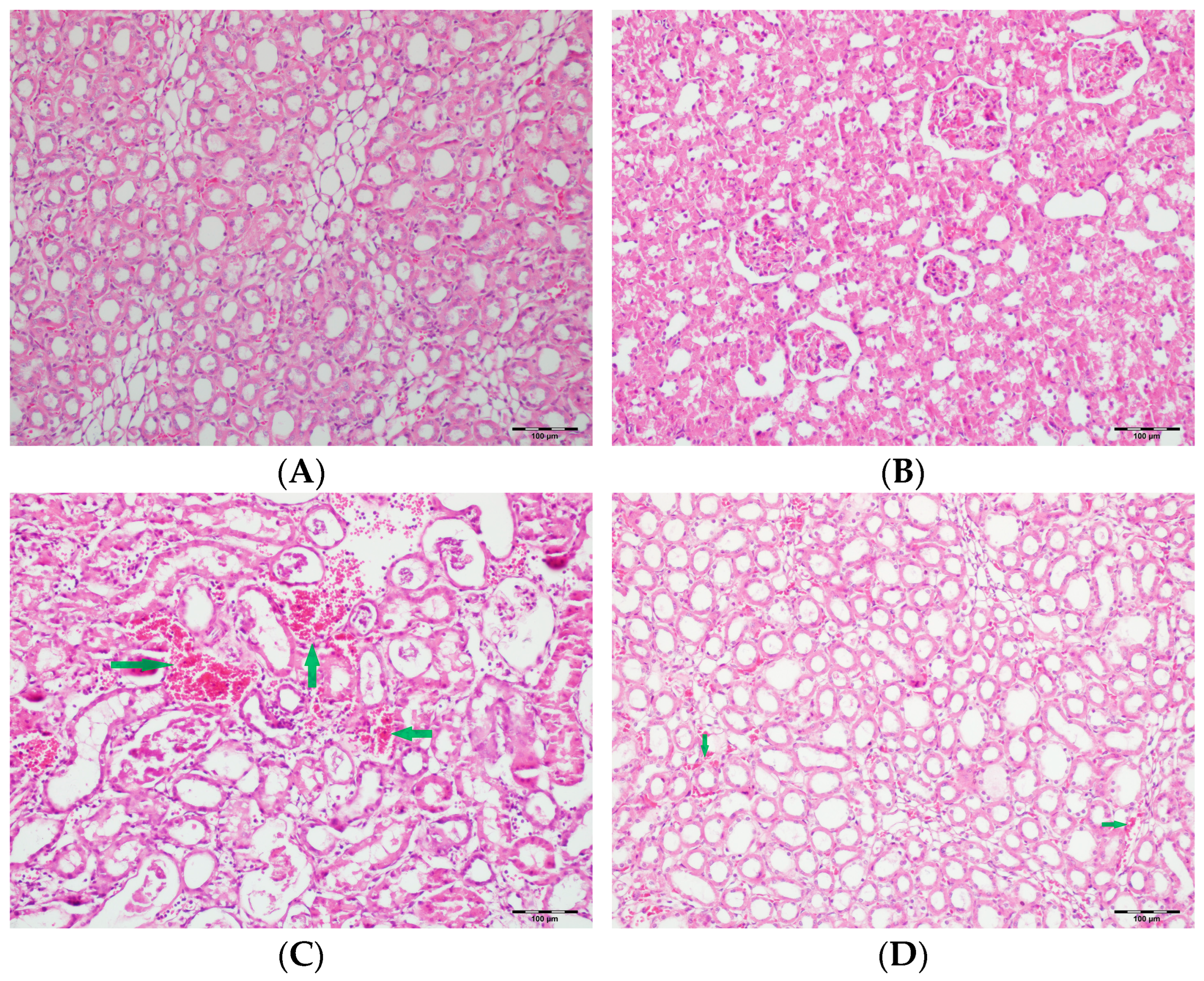 Biomedicines 13 01582 g005