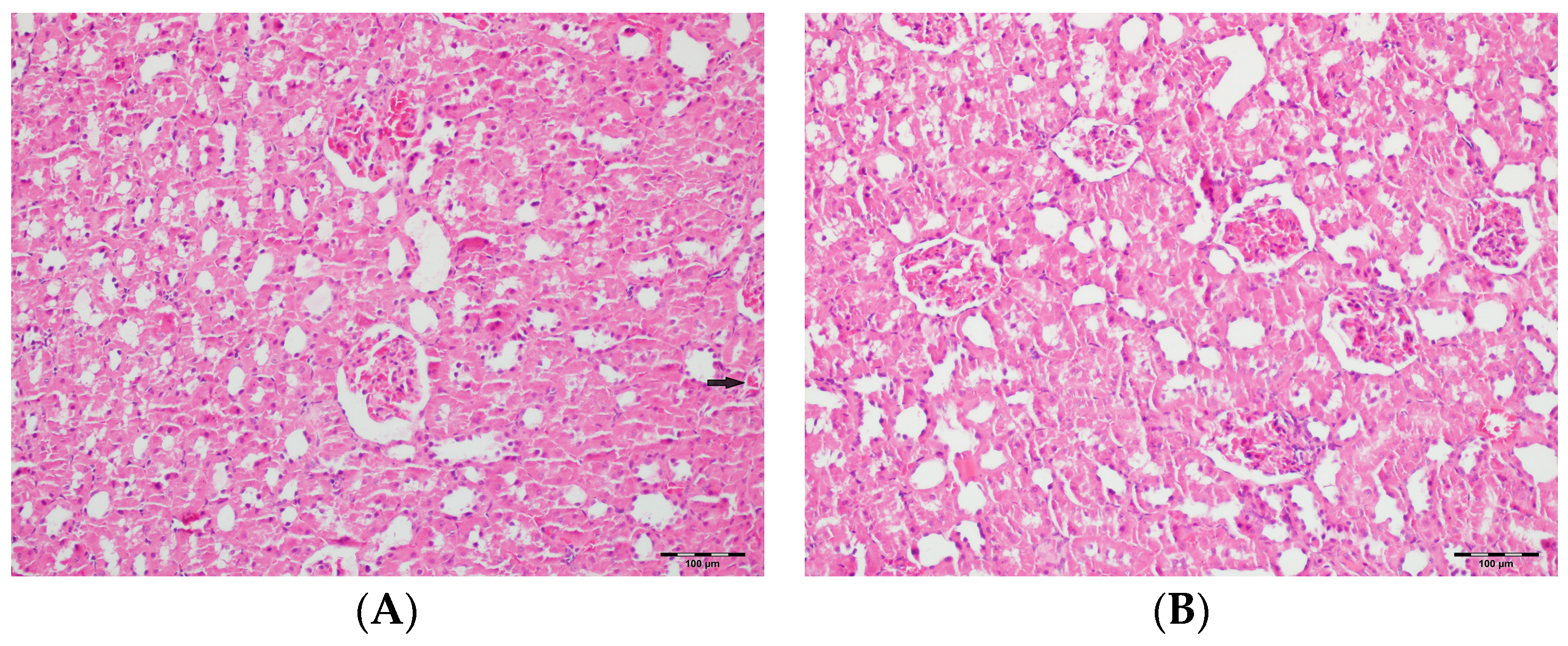 Biomedicines 13 01582 g007a