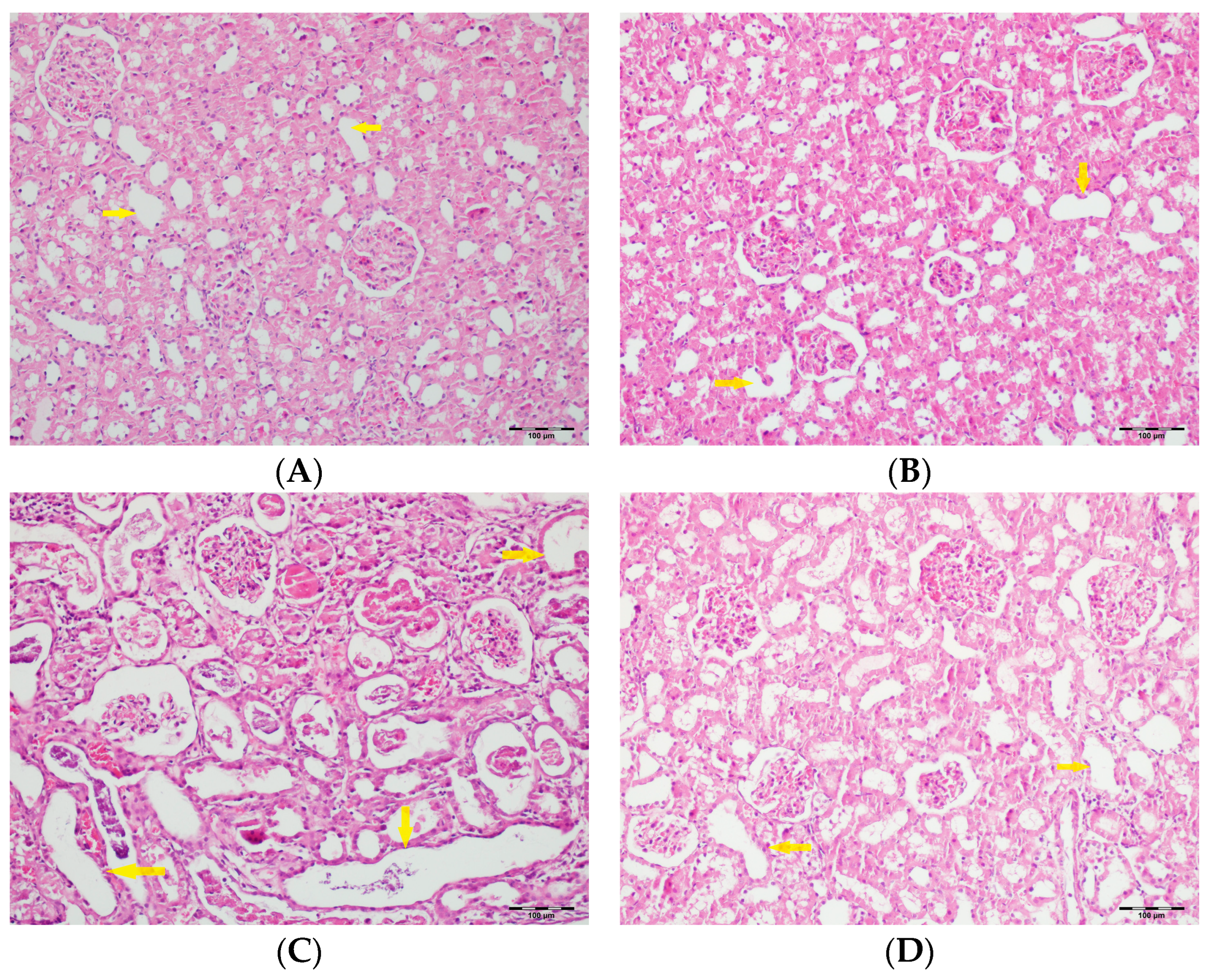 Biomedicines 13 01582 g009