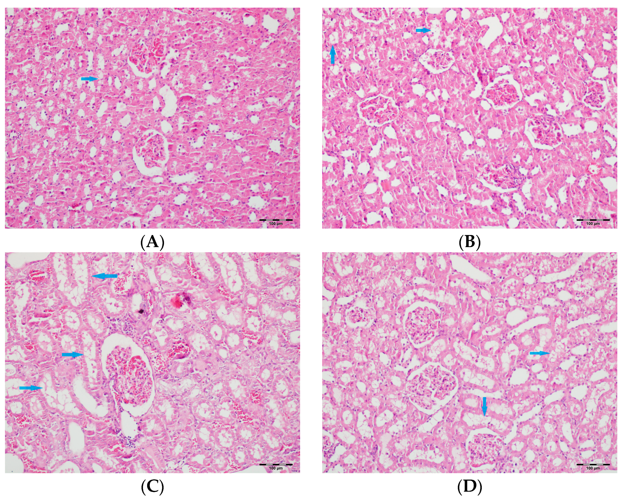 Biomedicines 13 01582 g010