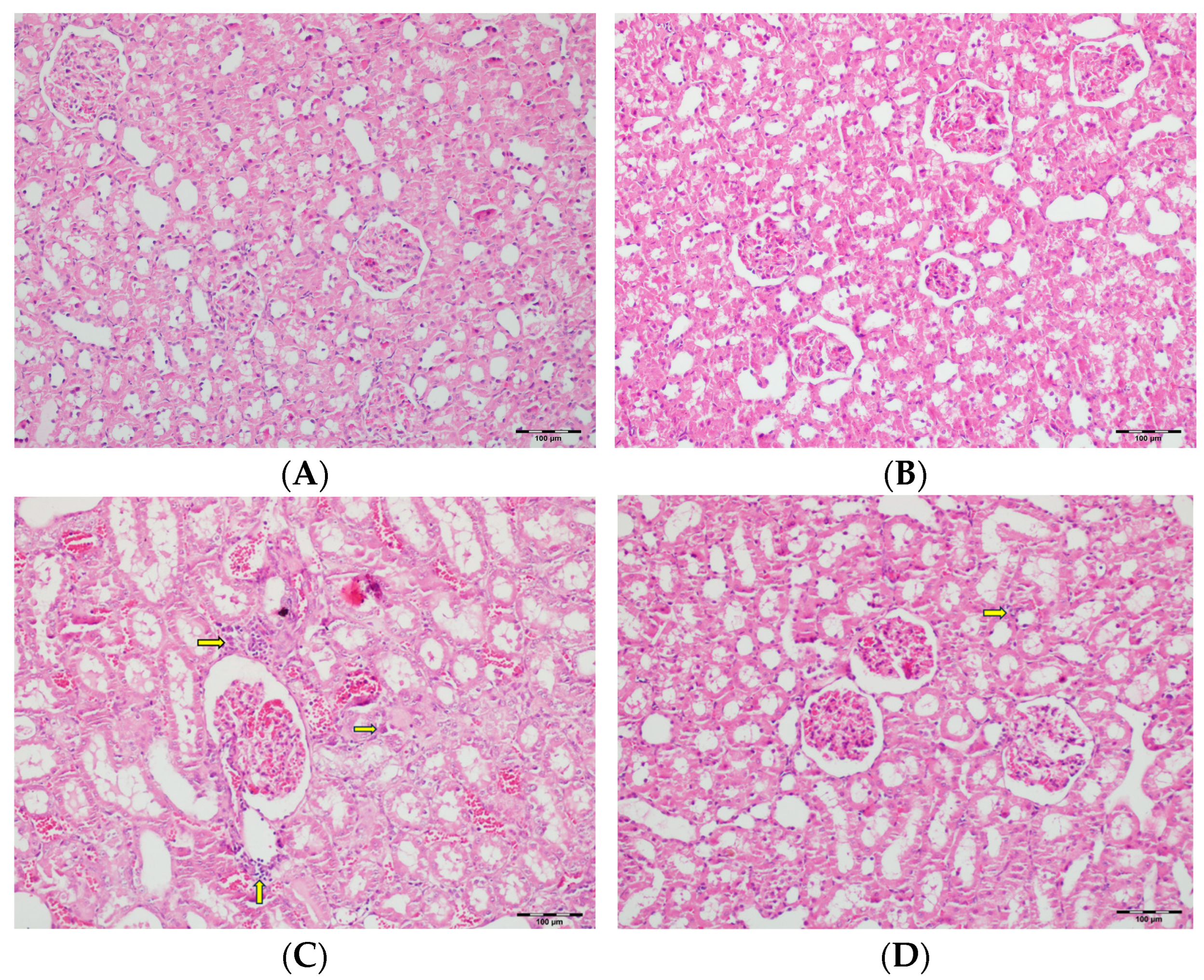 Biomedicines 13 01582 g011