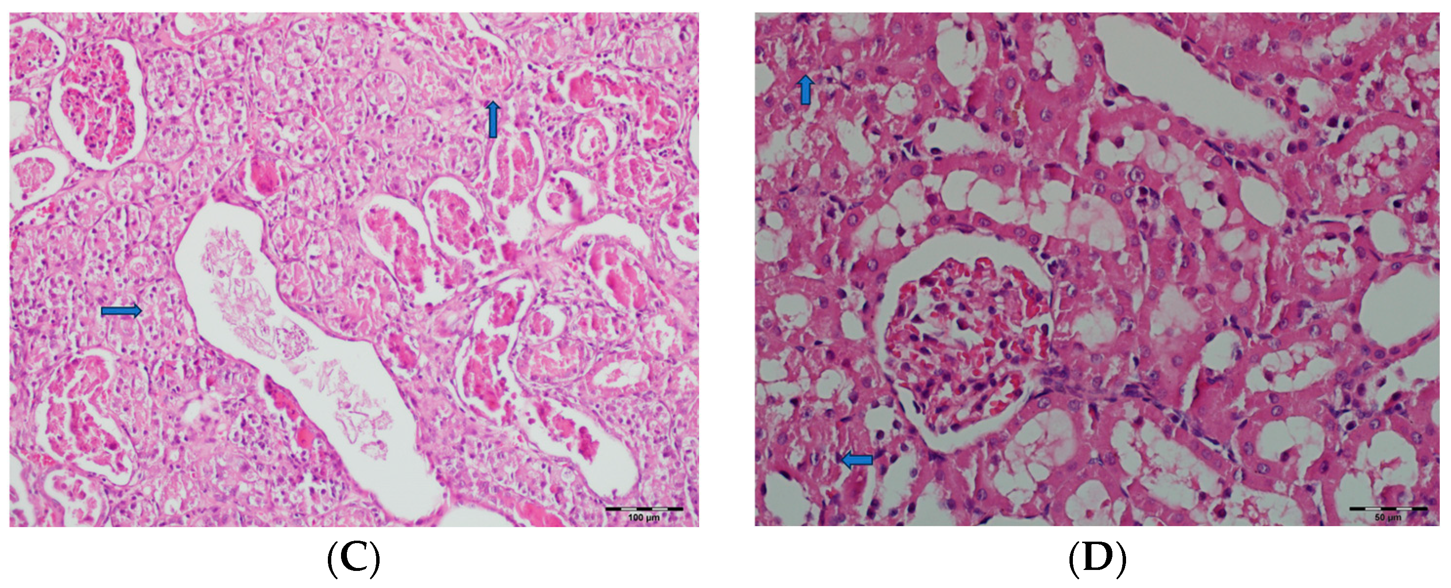 Biomedicines 13 01582 g012b