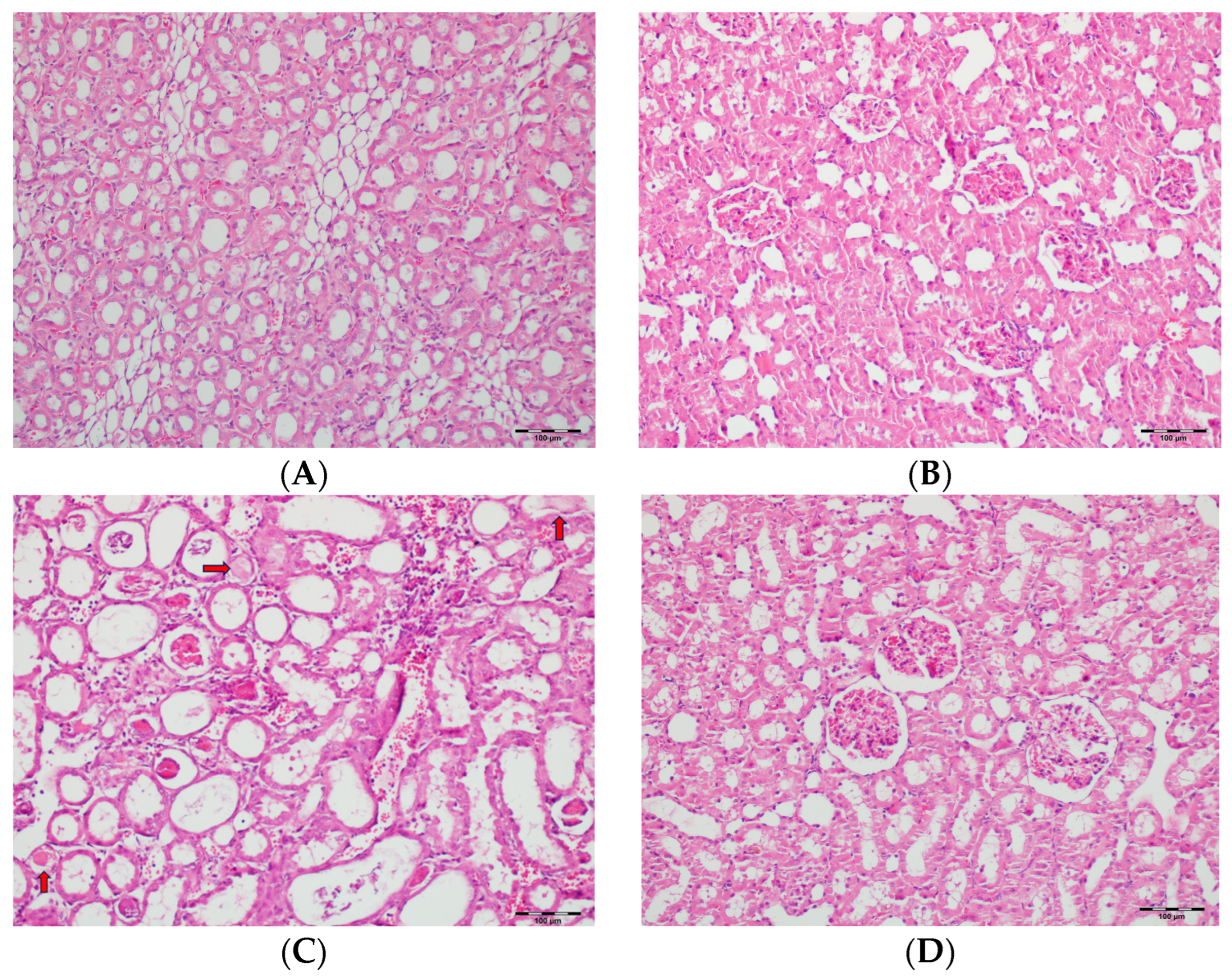 Biomedicines 13 01582 g013