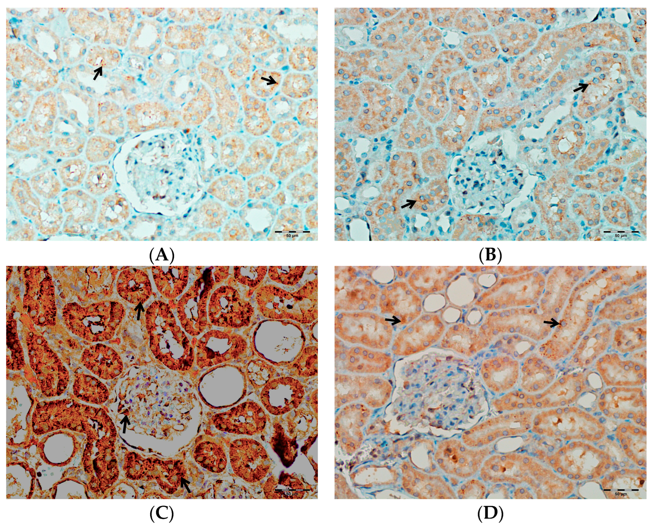 Biomedicines 13 01582 g015