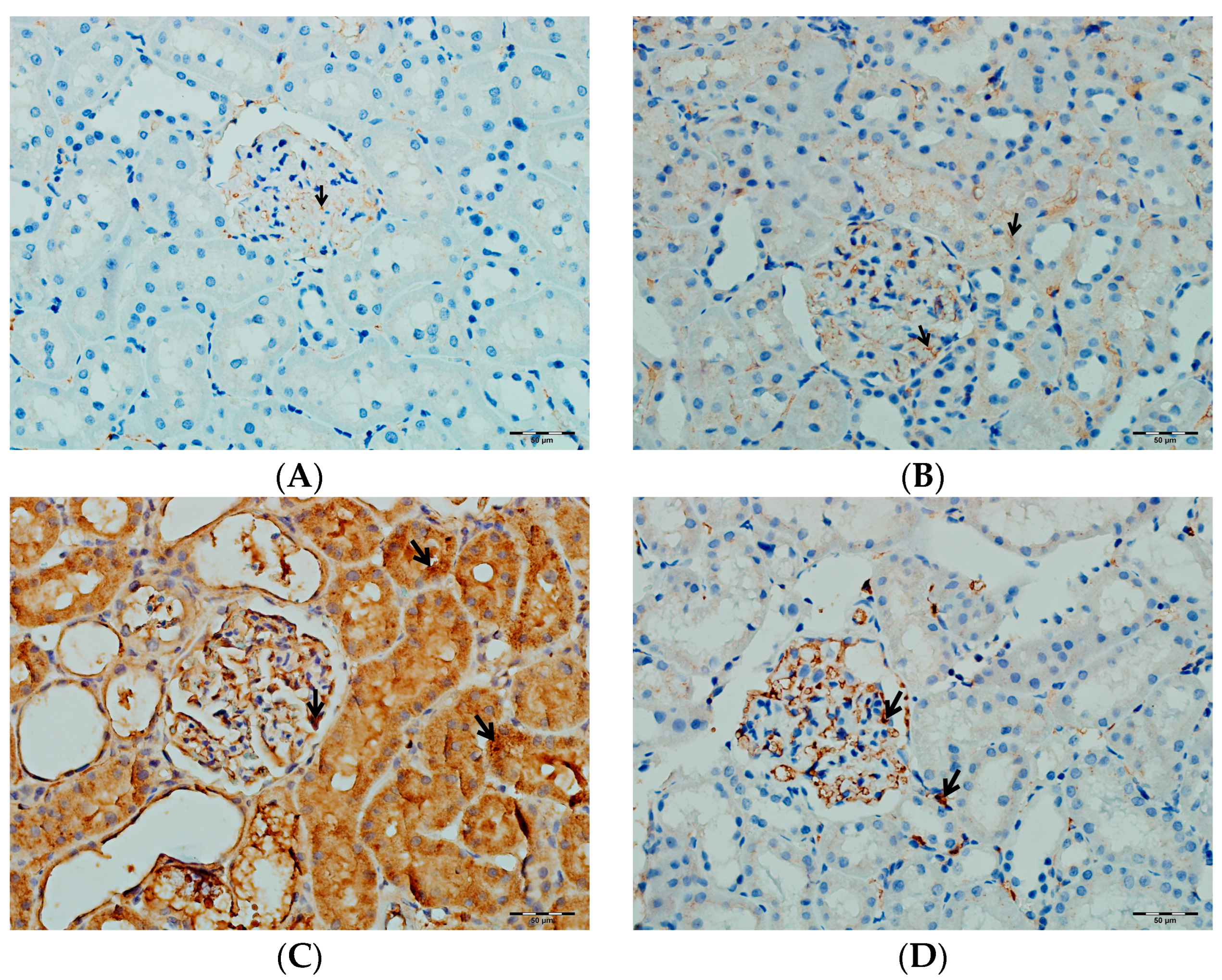 Biomedicines 13 01582 g016