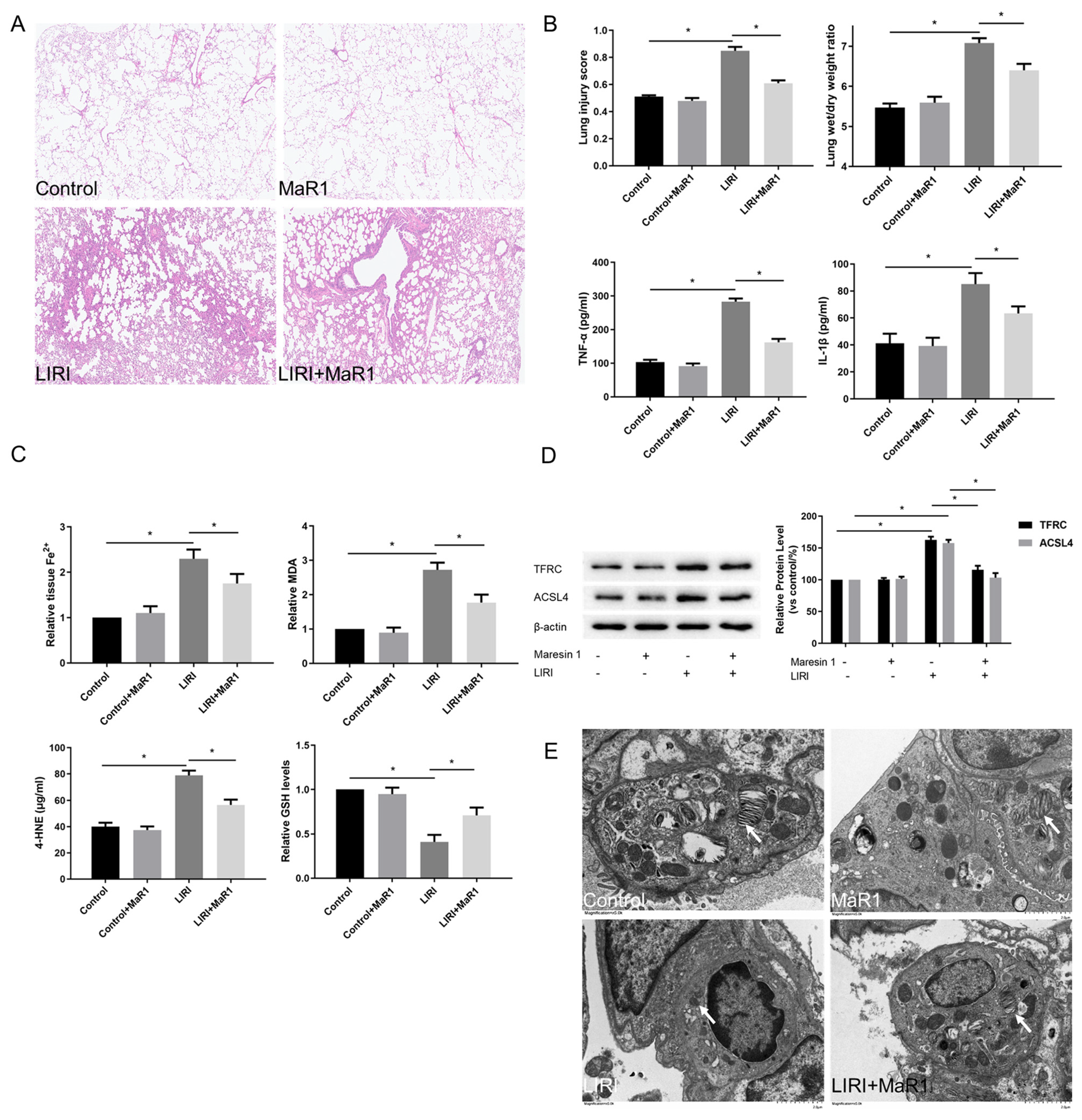 Biomedicines 13 01594 g001