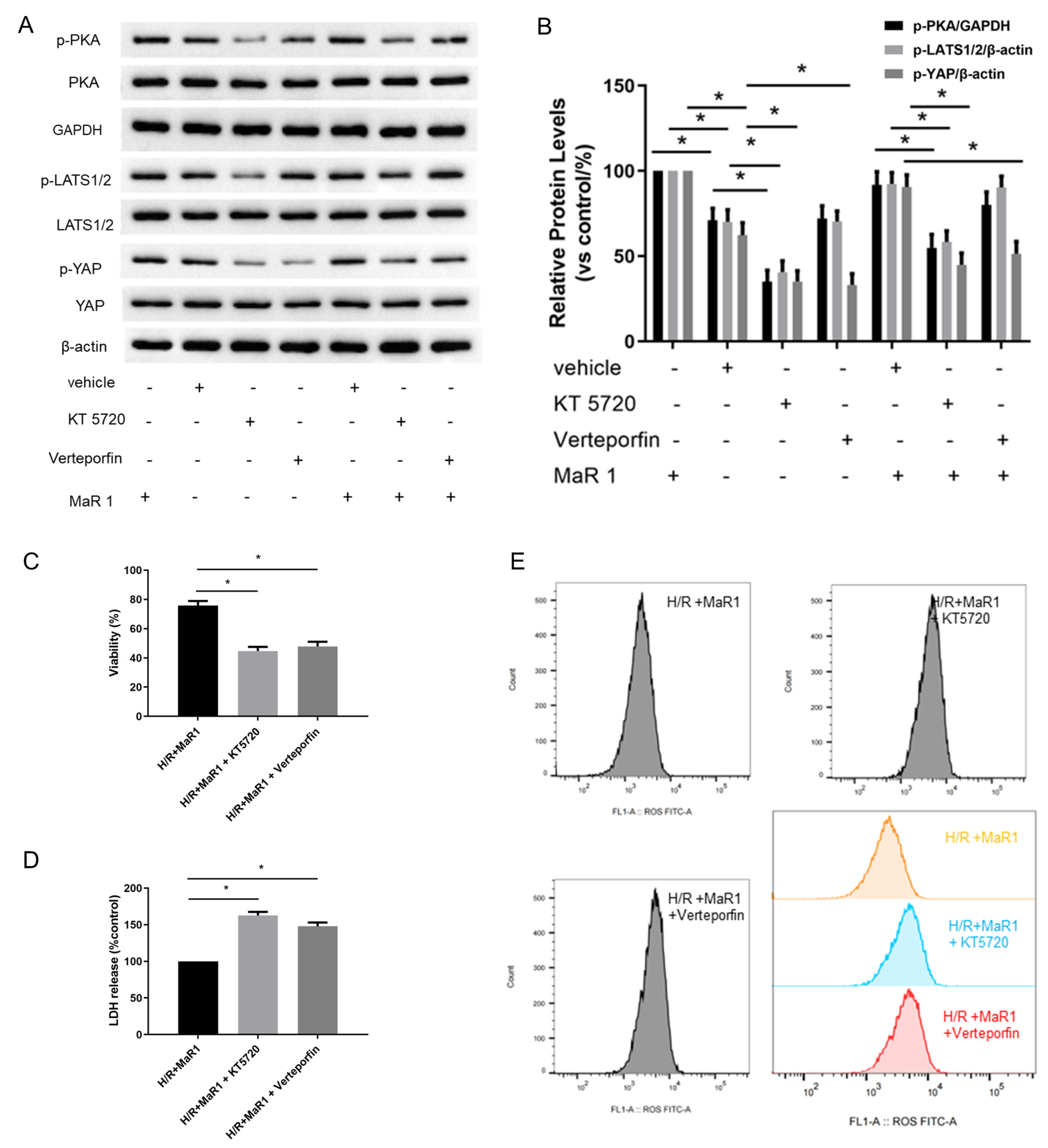 Biomedicines 13 01594 g006a